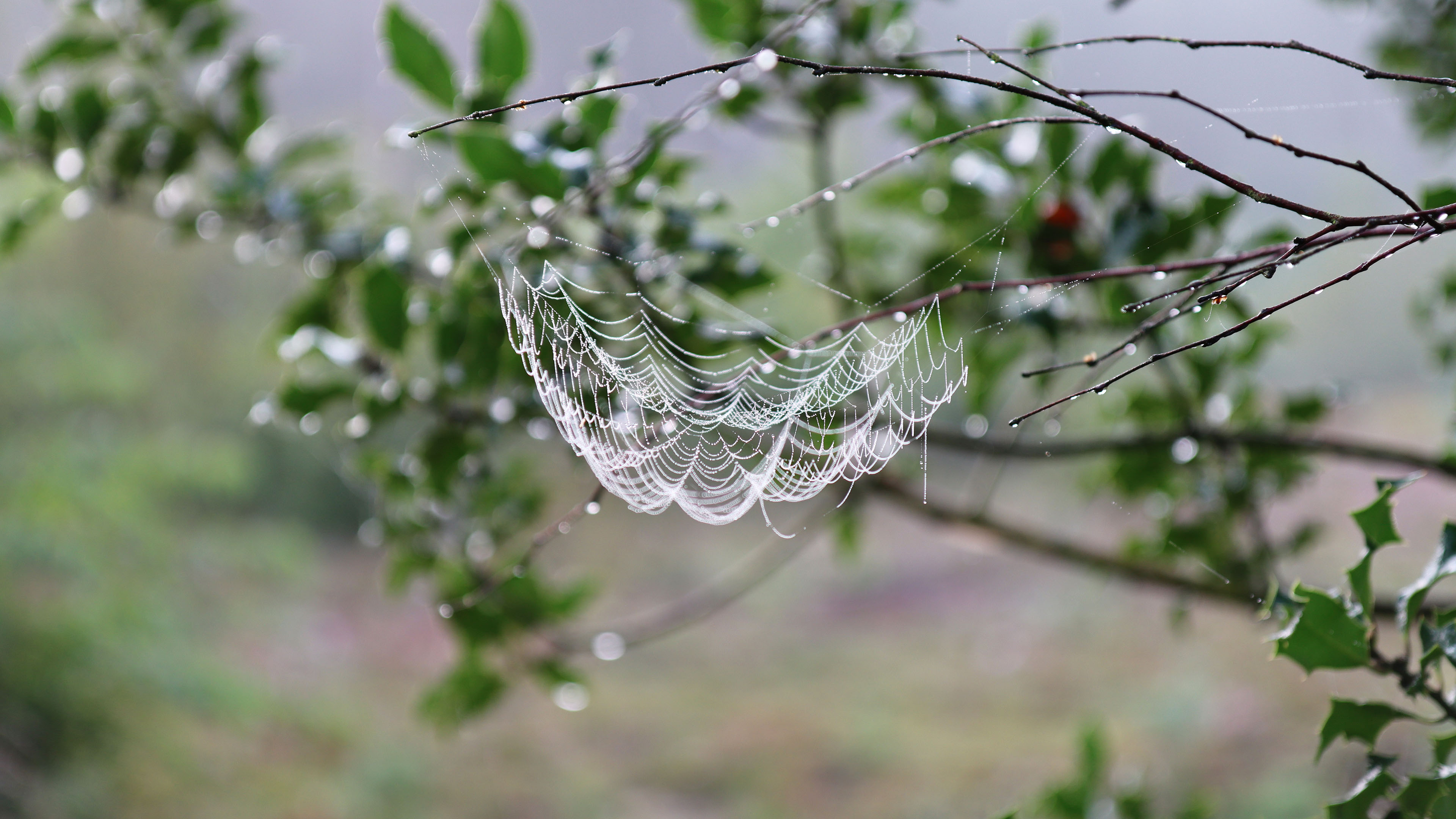 自然风光,蛛网,雨后,水滴