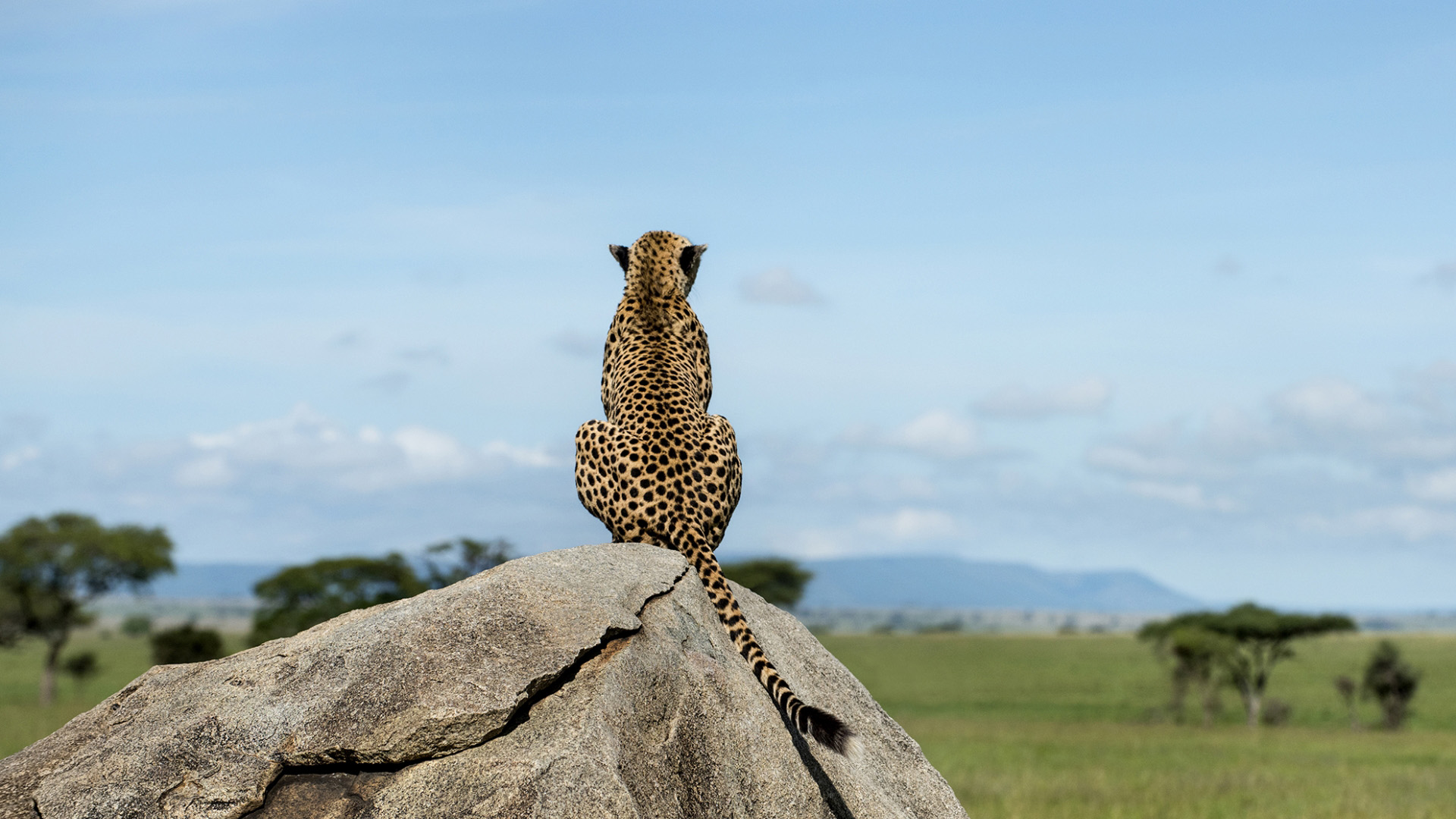 野生动物,豹子,草原