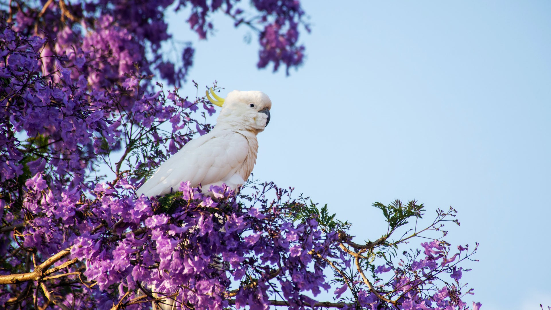 小鸟天地,鹦鹉,树枝