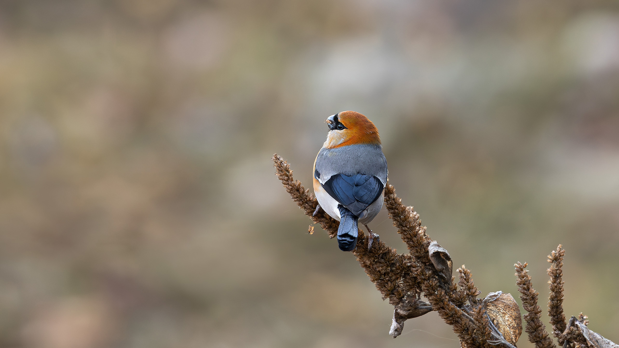 小鸟壁纸,画眉,小鸟