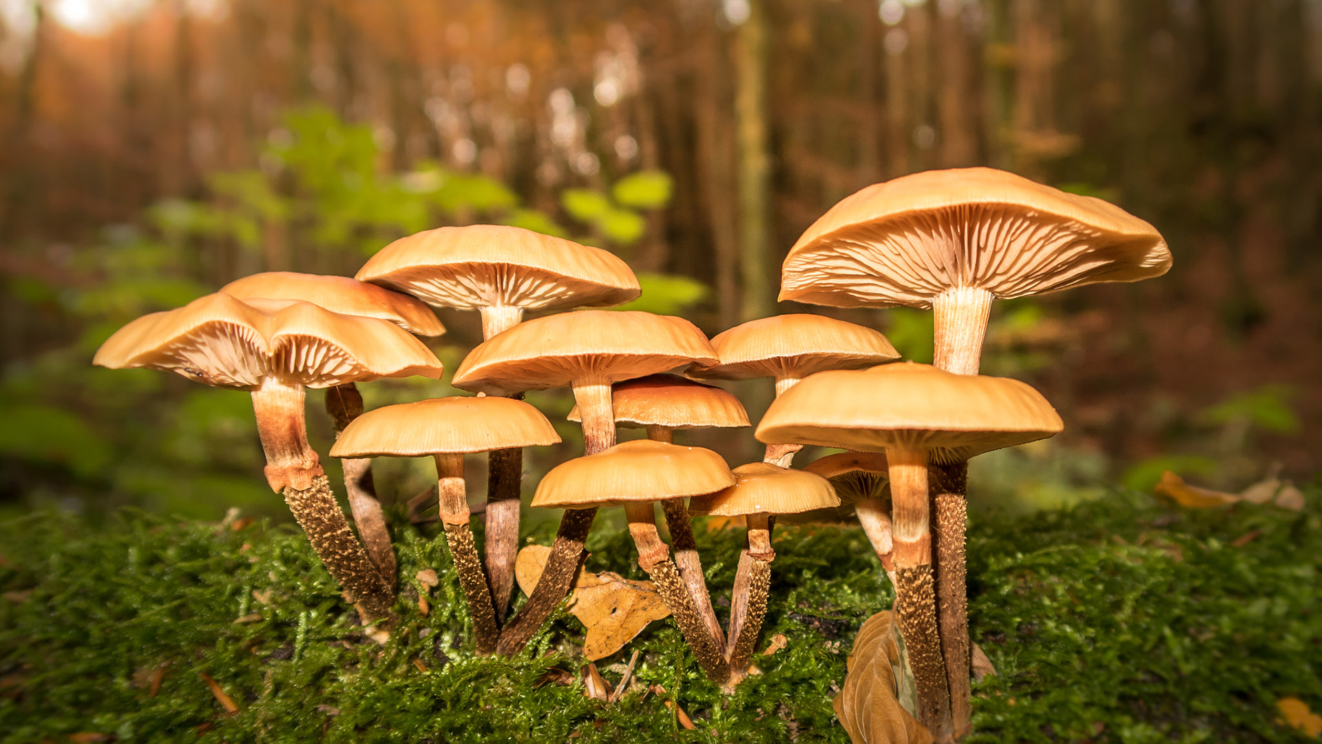 自然风光,蘑菇,菌子,森林