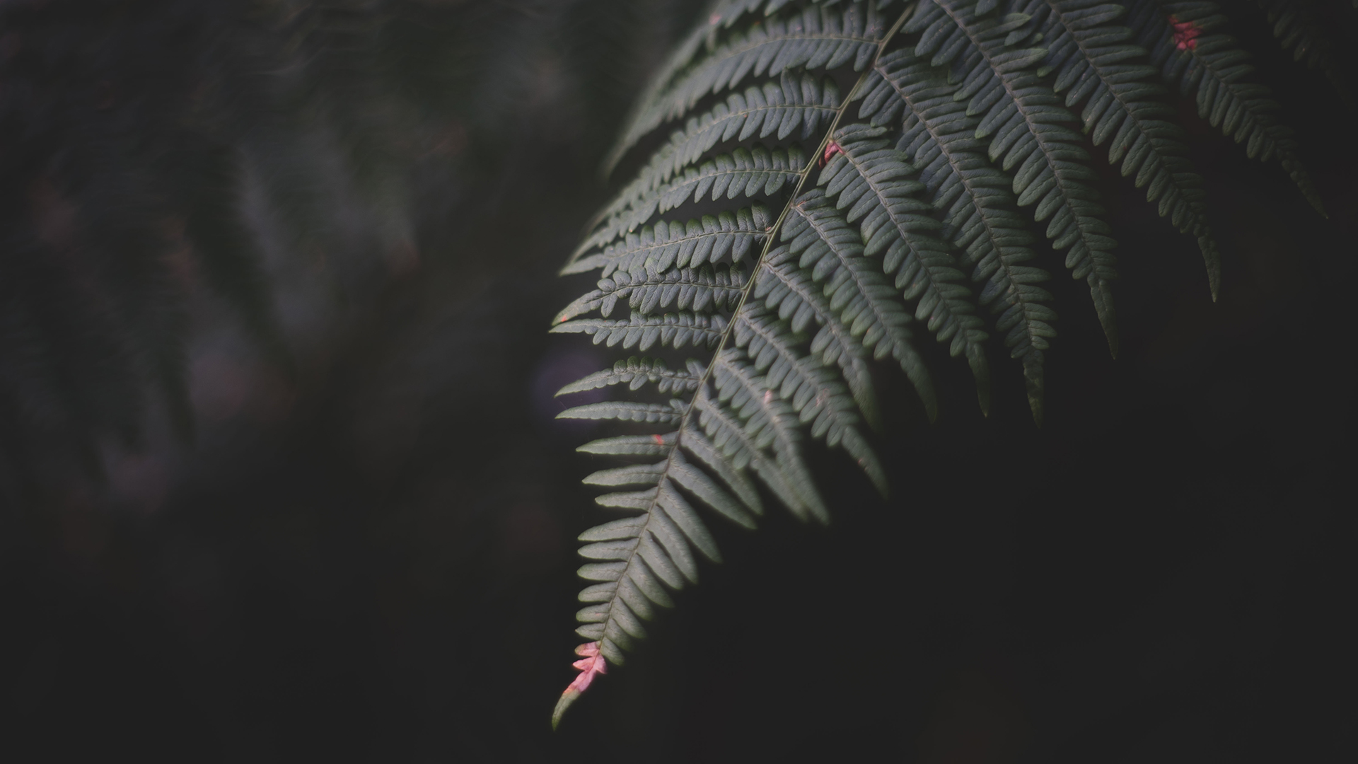 护眼壁纸,树叶,绿色