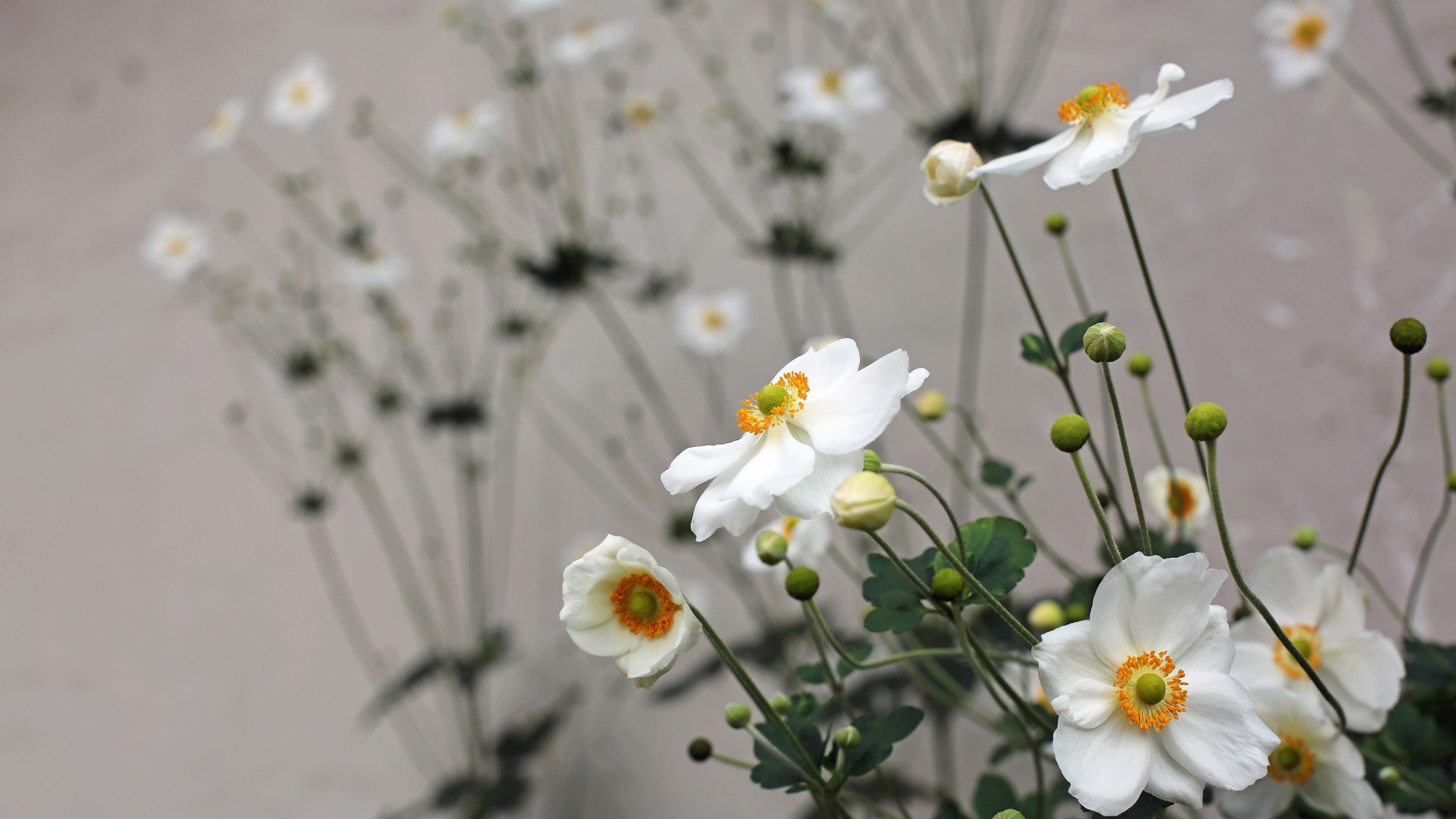 鸟语花香,菊花,白花