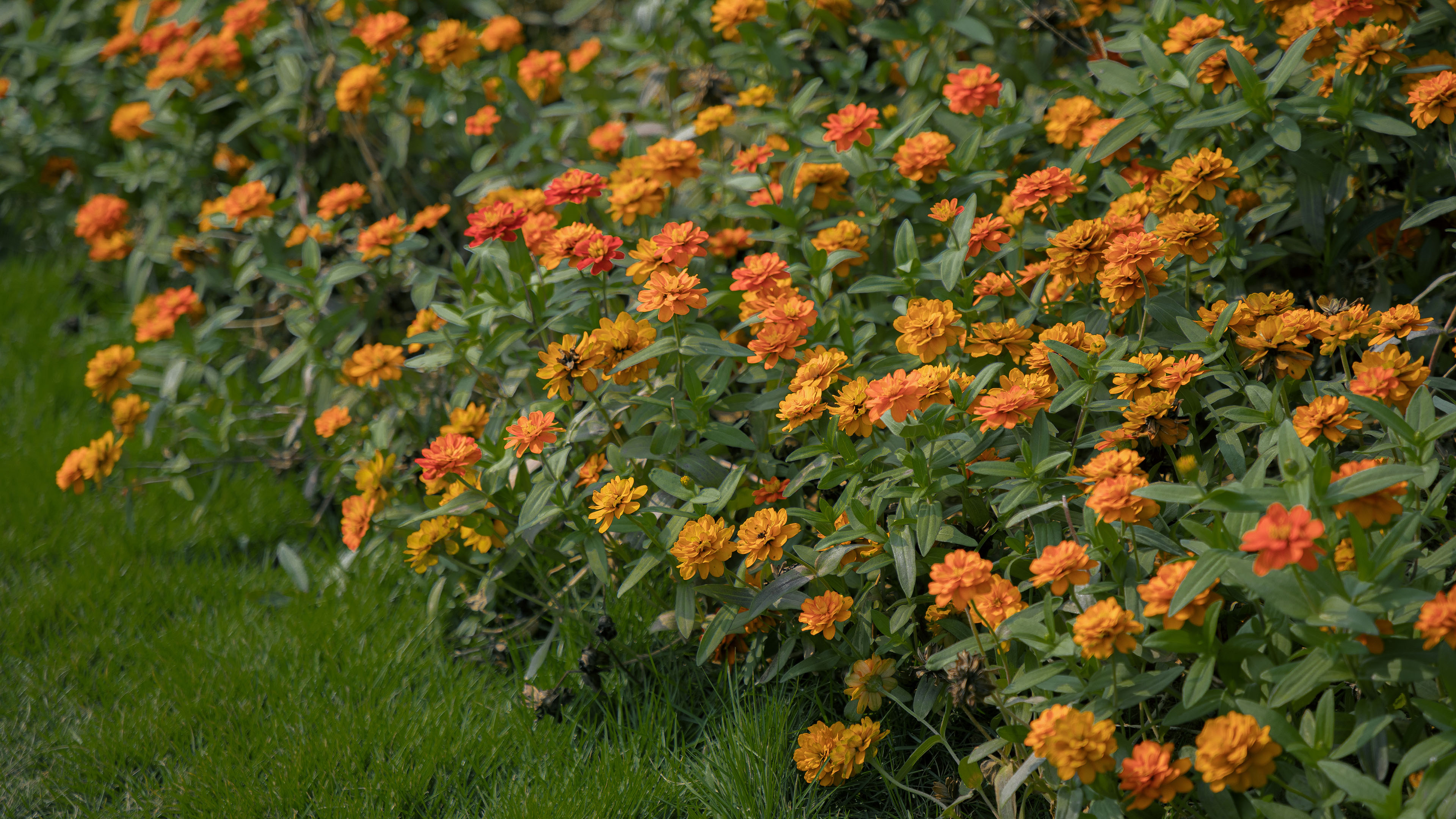 鸟语花香,菊花,花丛