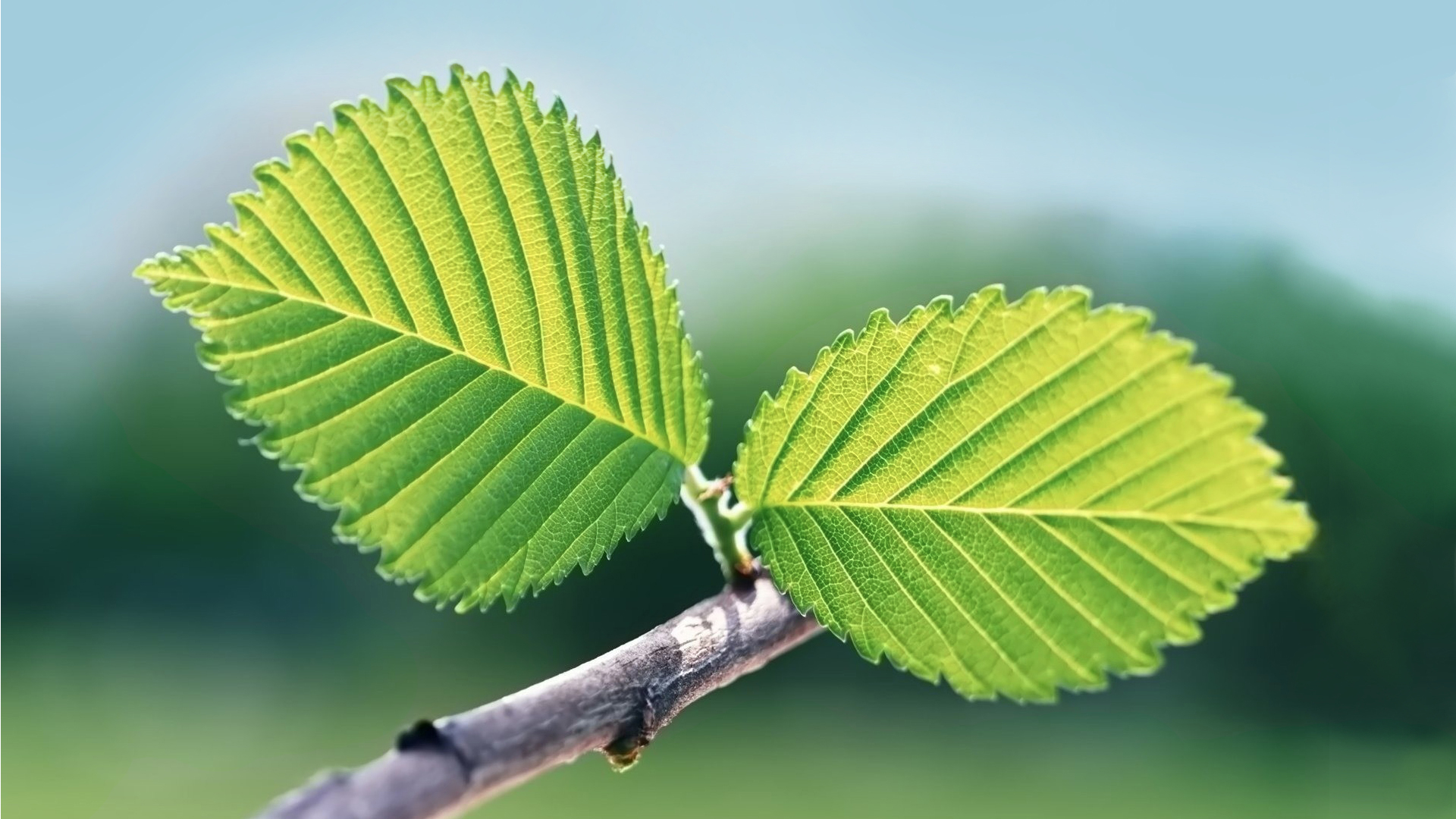 静物写真,树叶,春天