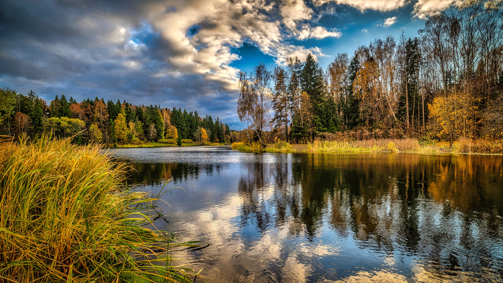 自然风光,江,树林,森林