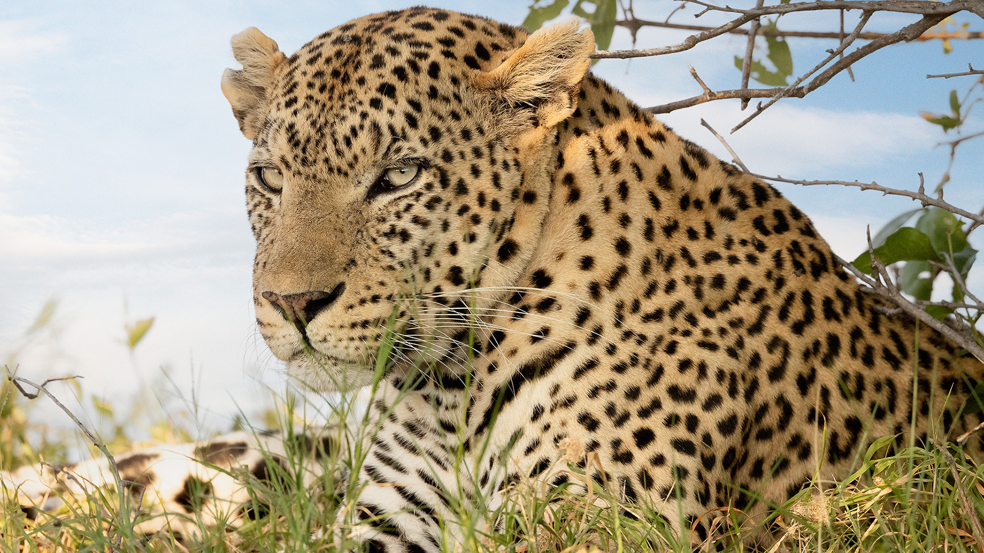 野生动物,豹子,金钱豹,凶猛