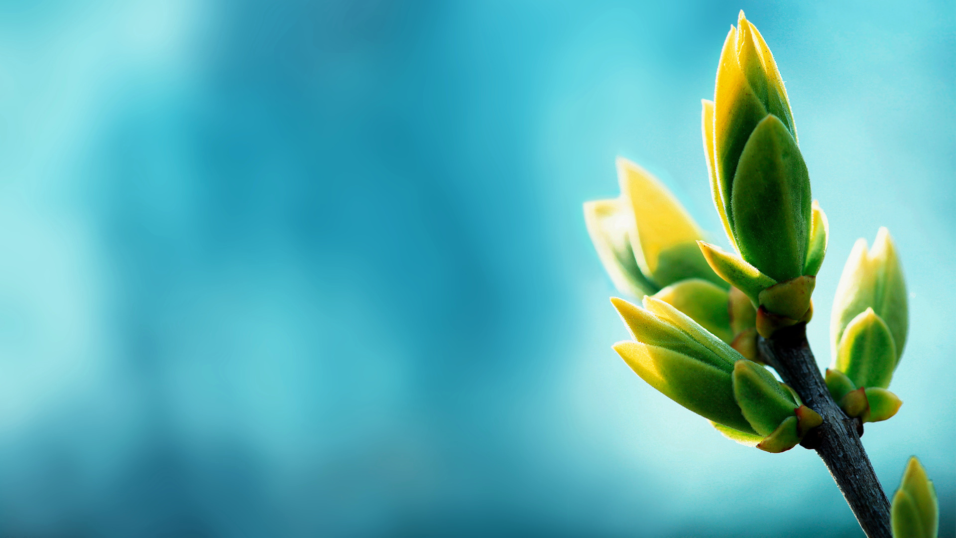 静物写真,发芽,枝头