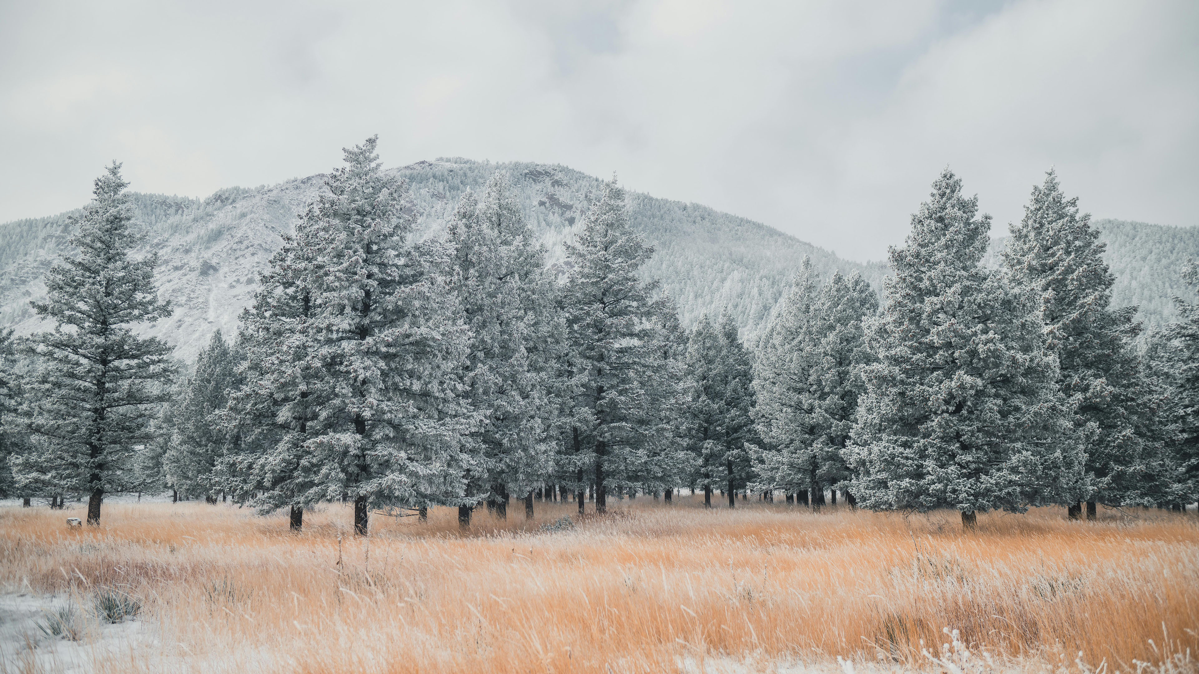 冰天雪地,树林,苍白