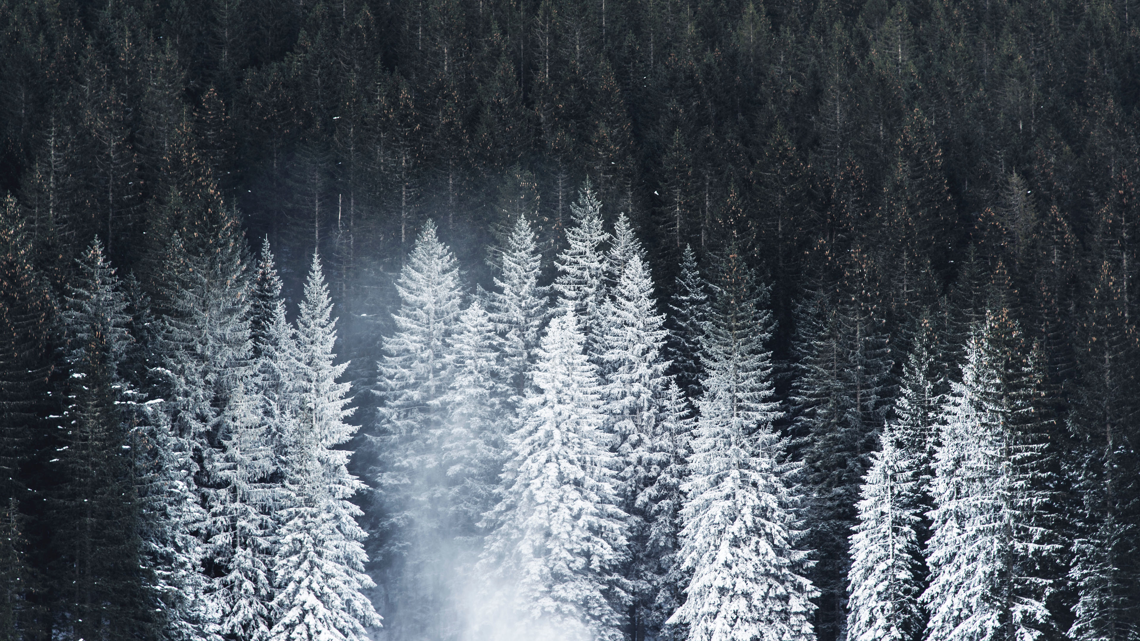 冰天雪地,树林,柏树