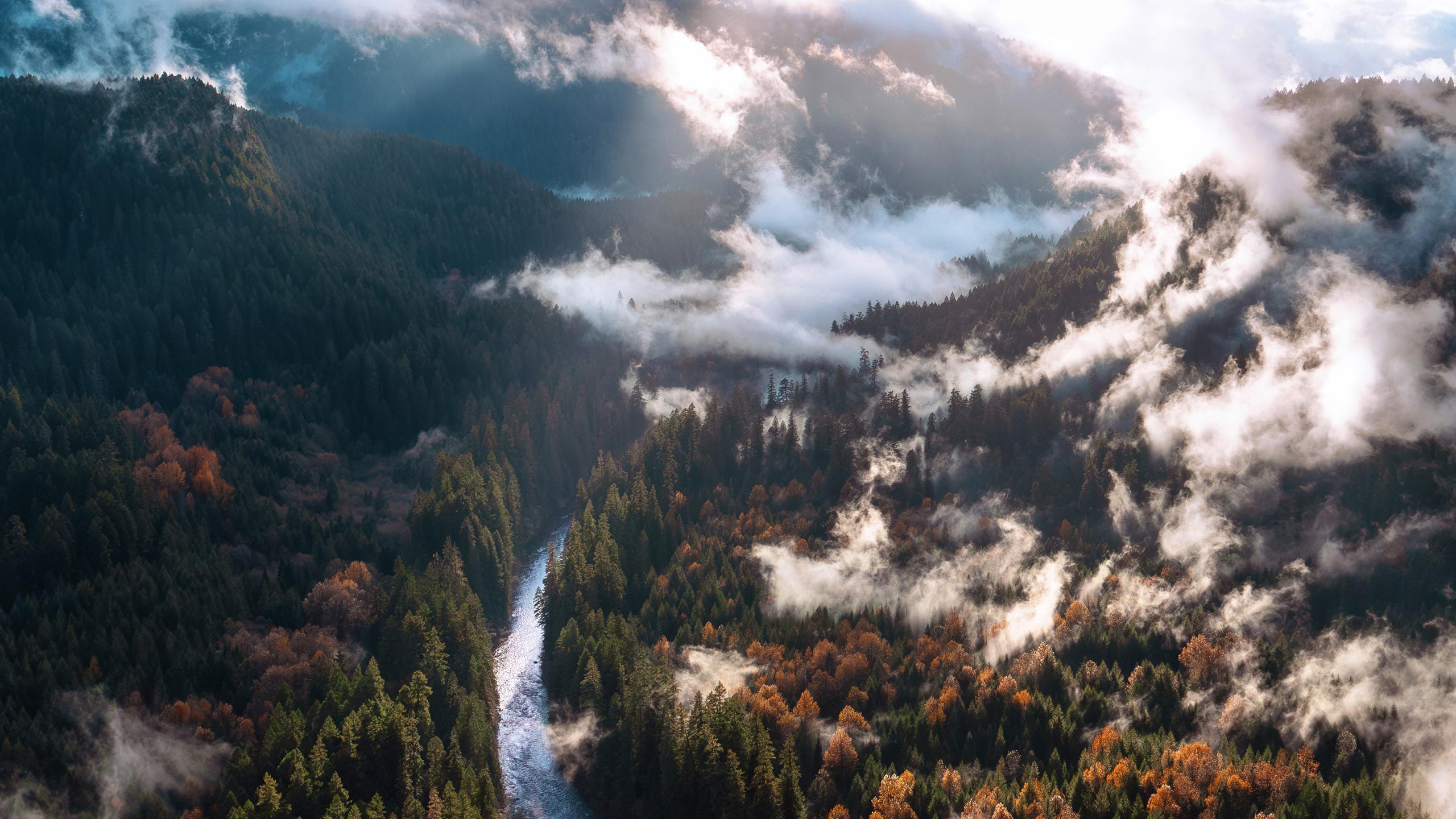秋意正浓,树林,云雾,河流
