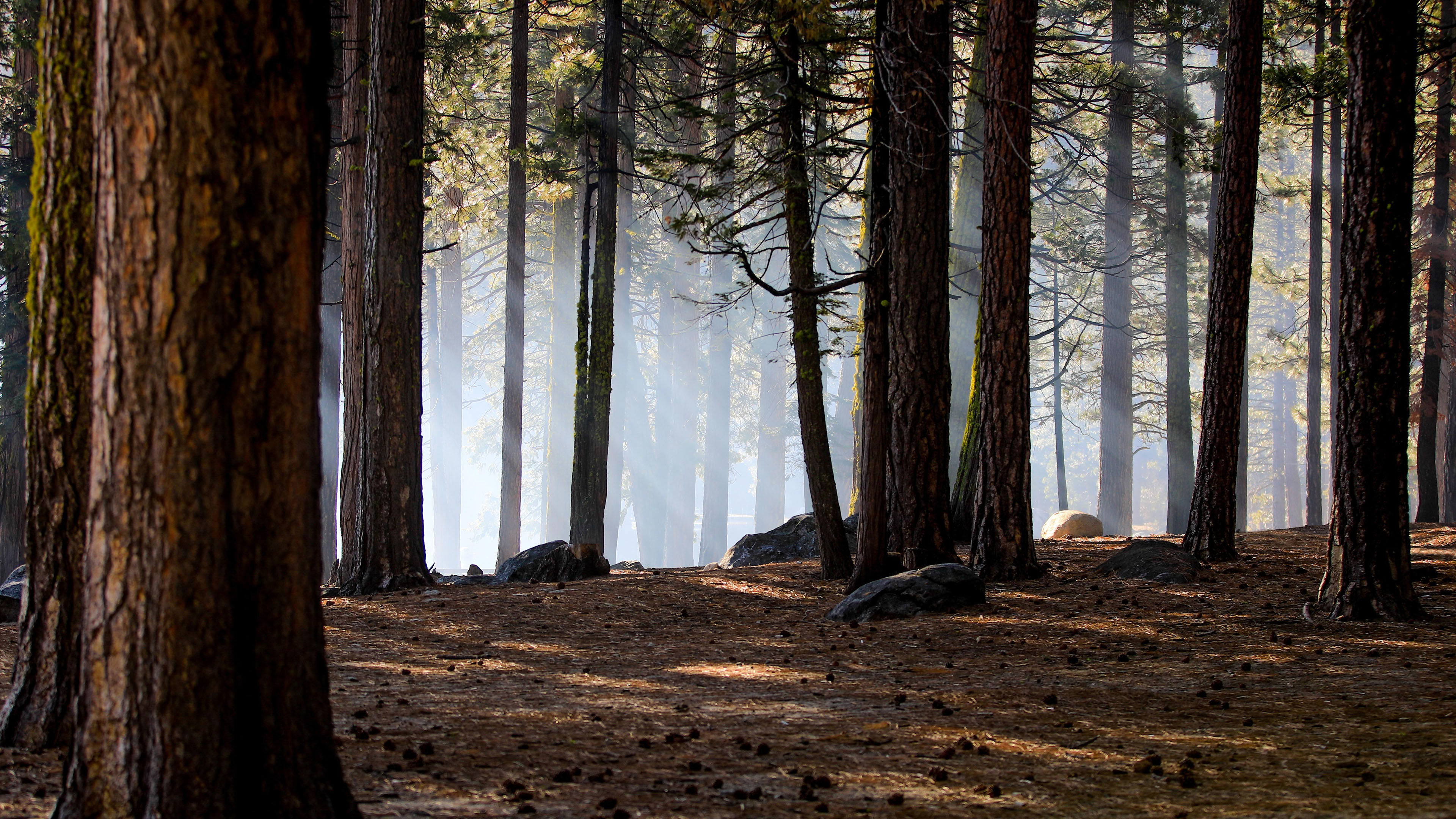 自然风光,树林,阳光