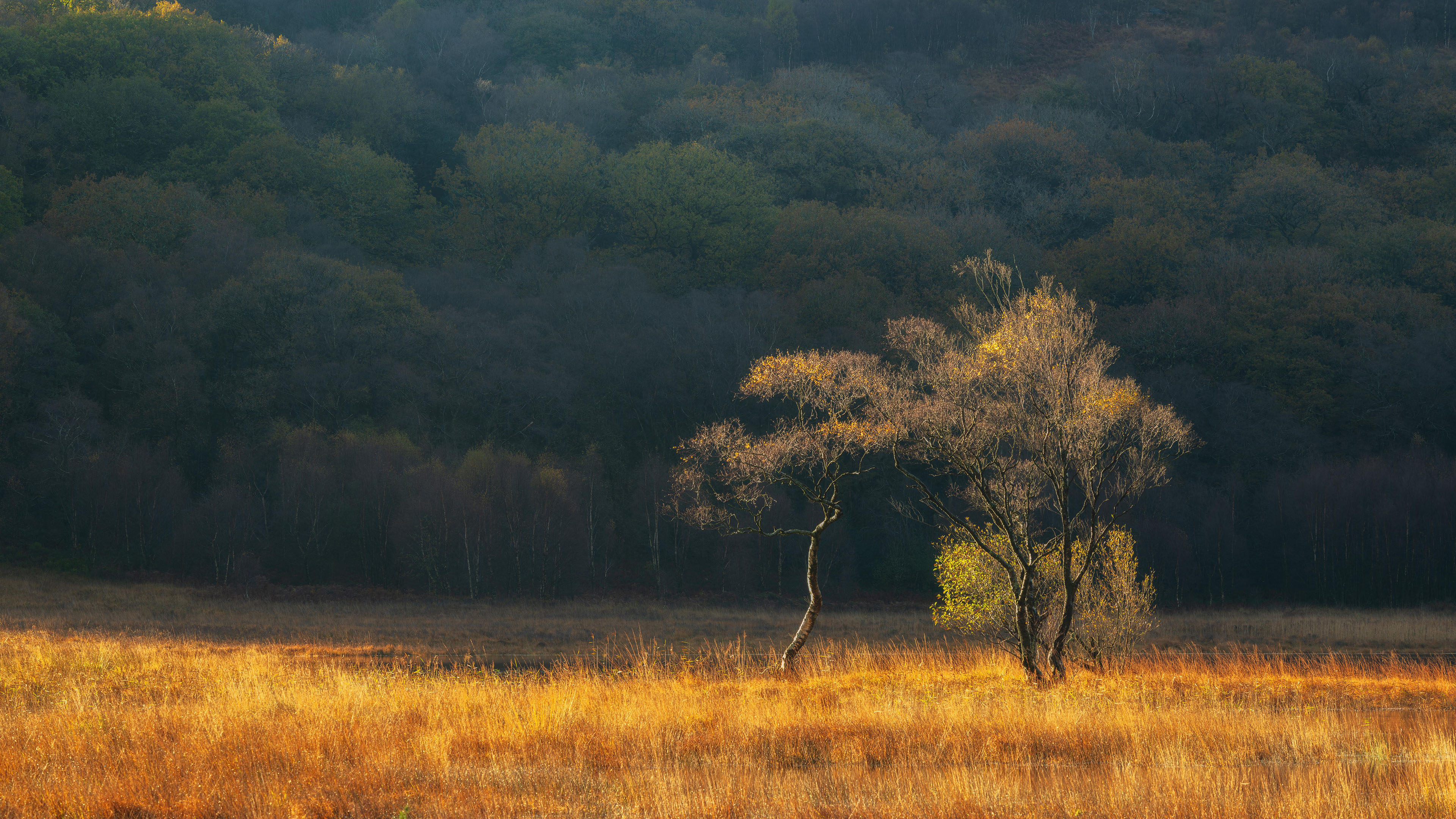 草原,秋天,树林,金黄色