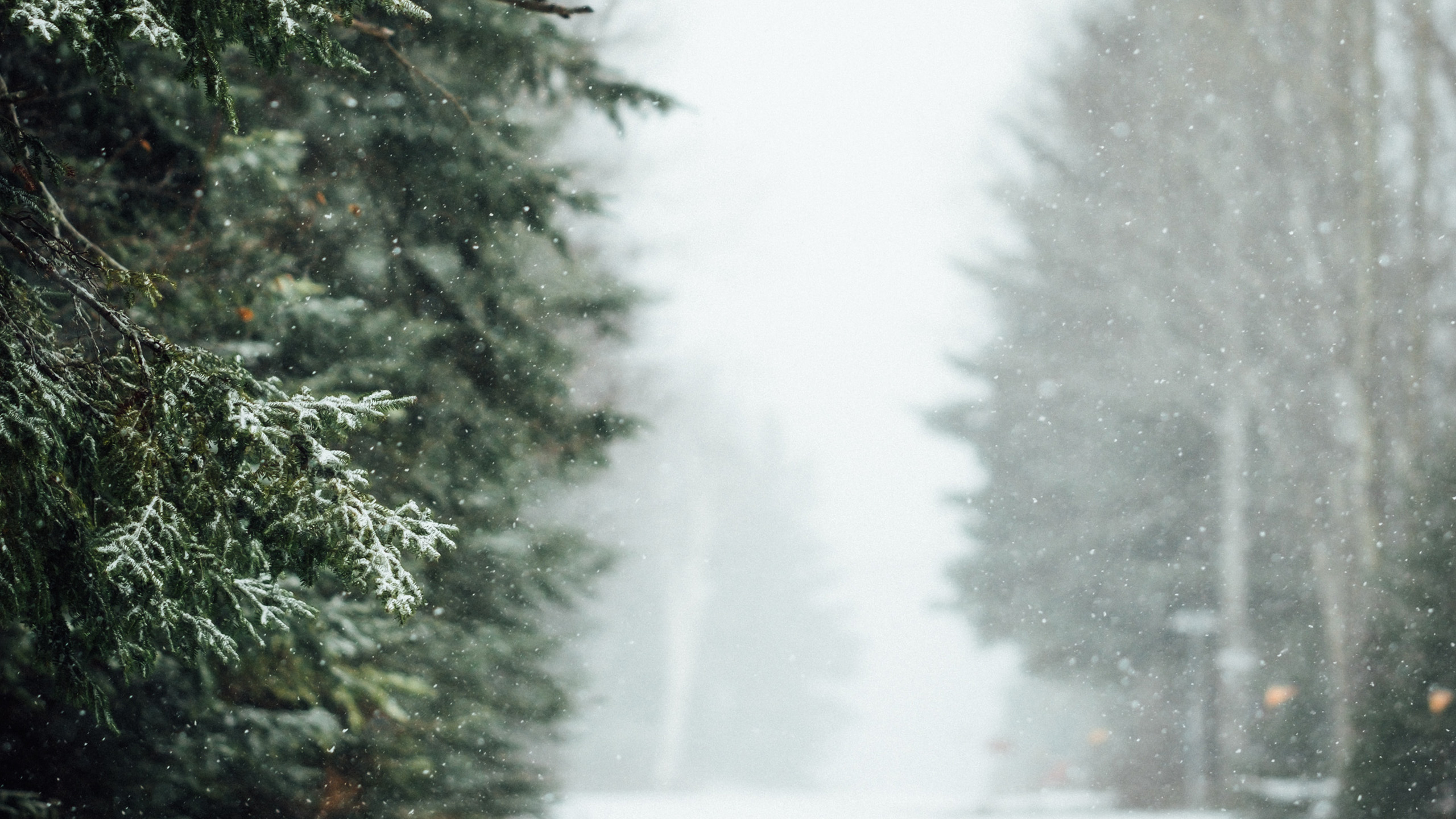 冰天雪地,松树,柏树,大雪纷飞
