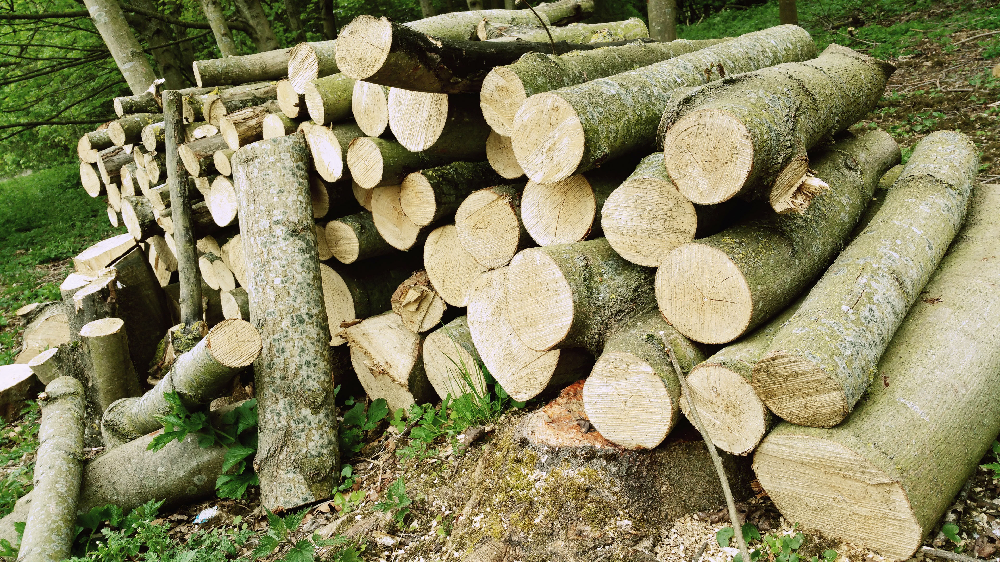 静物写真,木头,林场