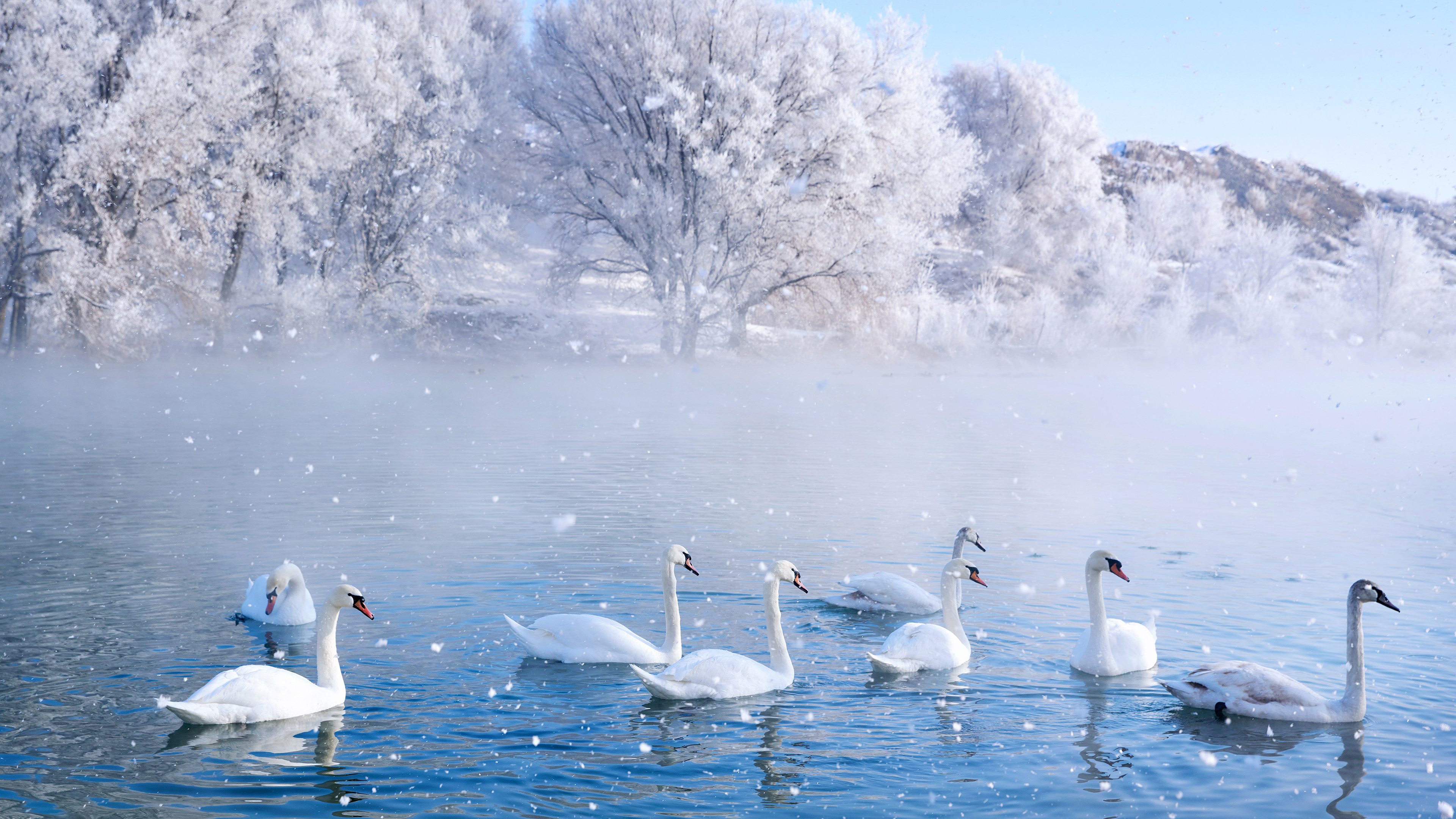 冰天雪地,天鹅,冰湖