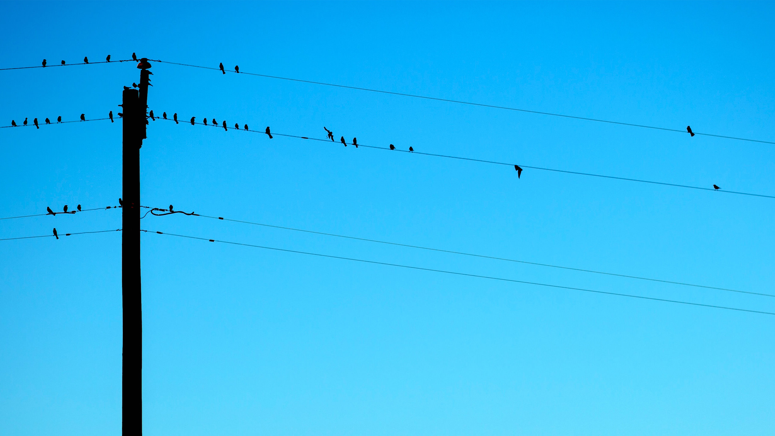 静物写真,麻雀,电线杆,蓝天