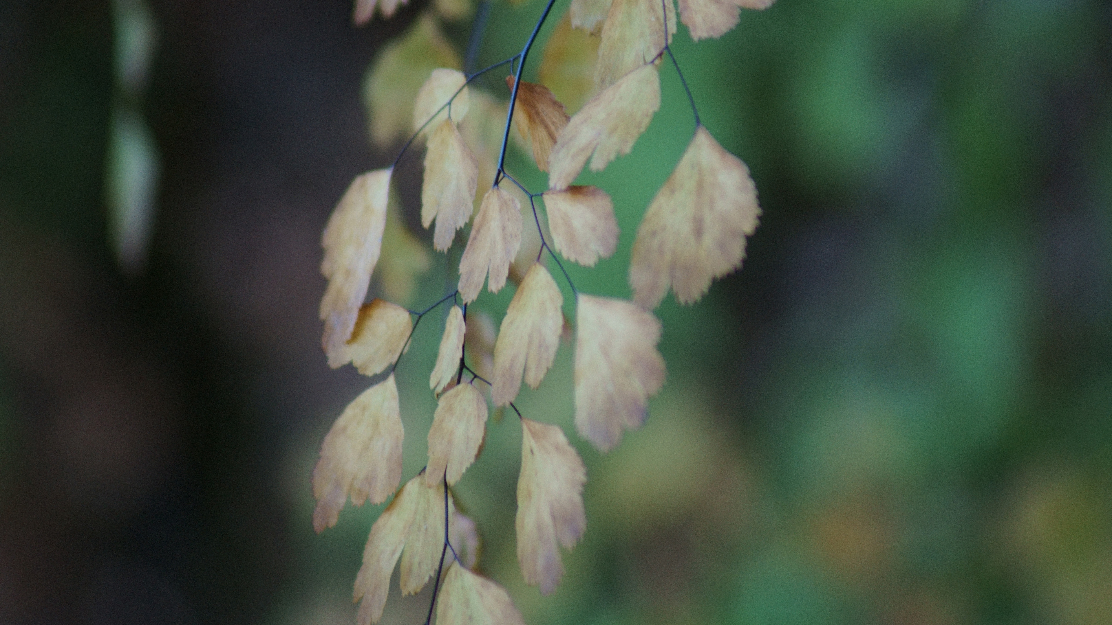 护眼壁纸,树叶,银杏