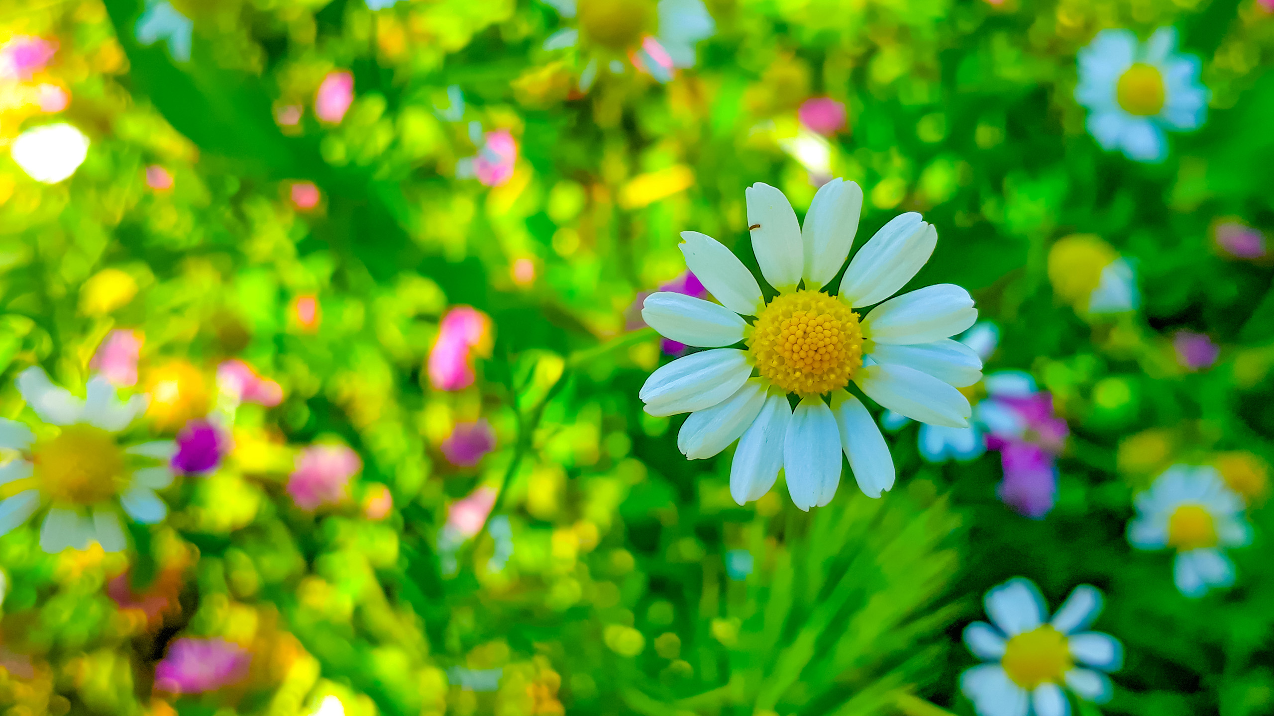 鸟语花香,雏菊,花海