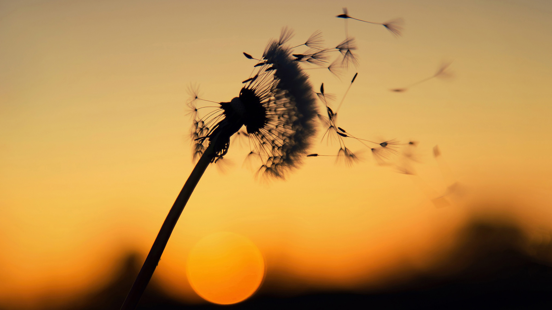 静物写真,蒲公英,黄昏,风