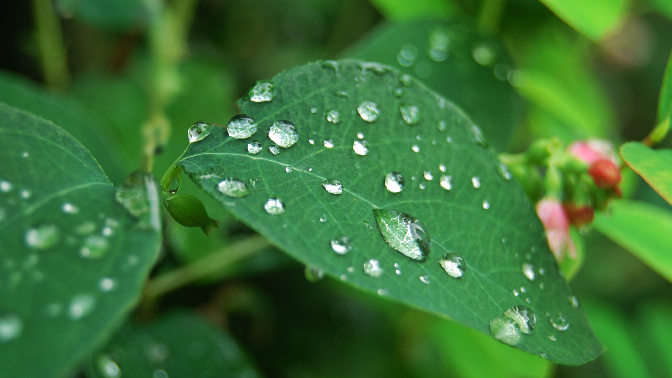 护眼壁纸,水珠,树叶,花蕾