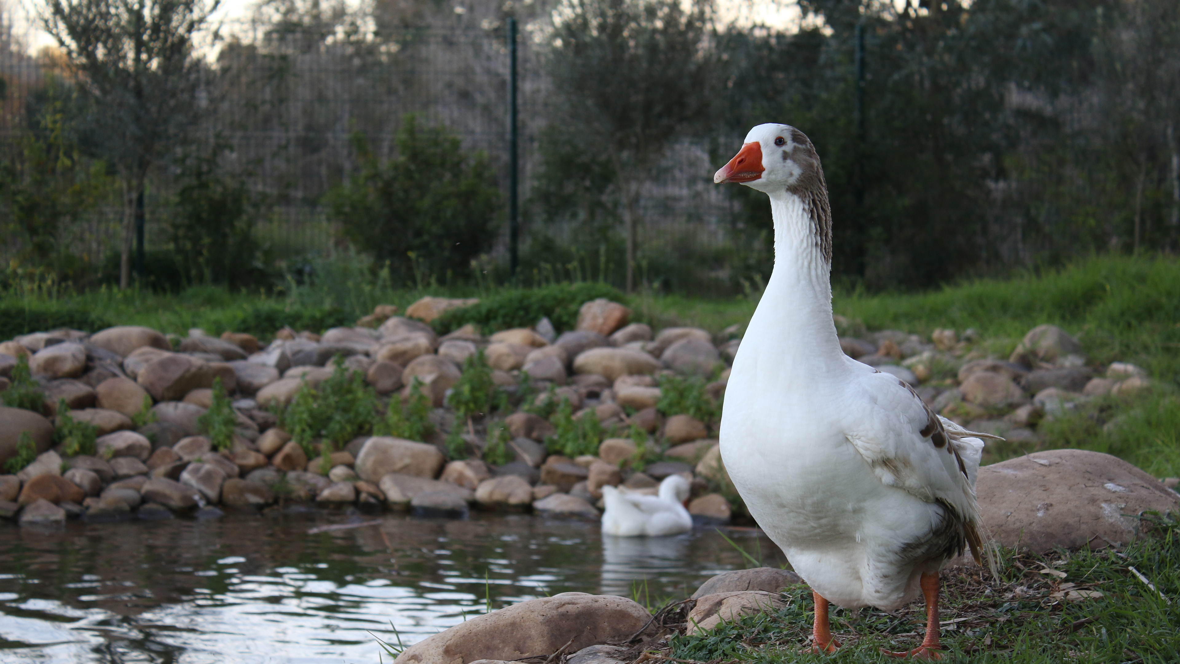 大白鹅,池塘,树林