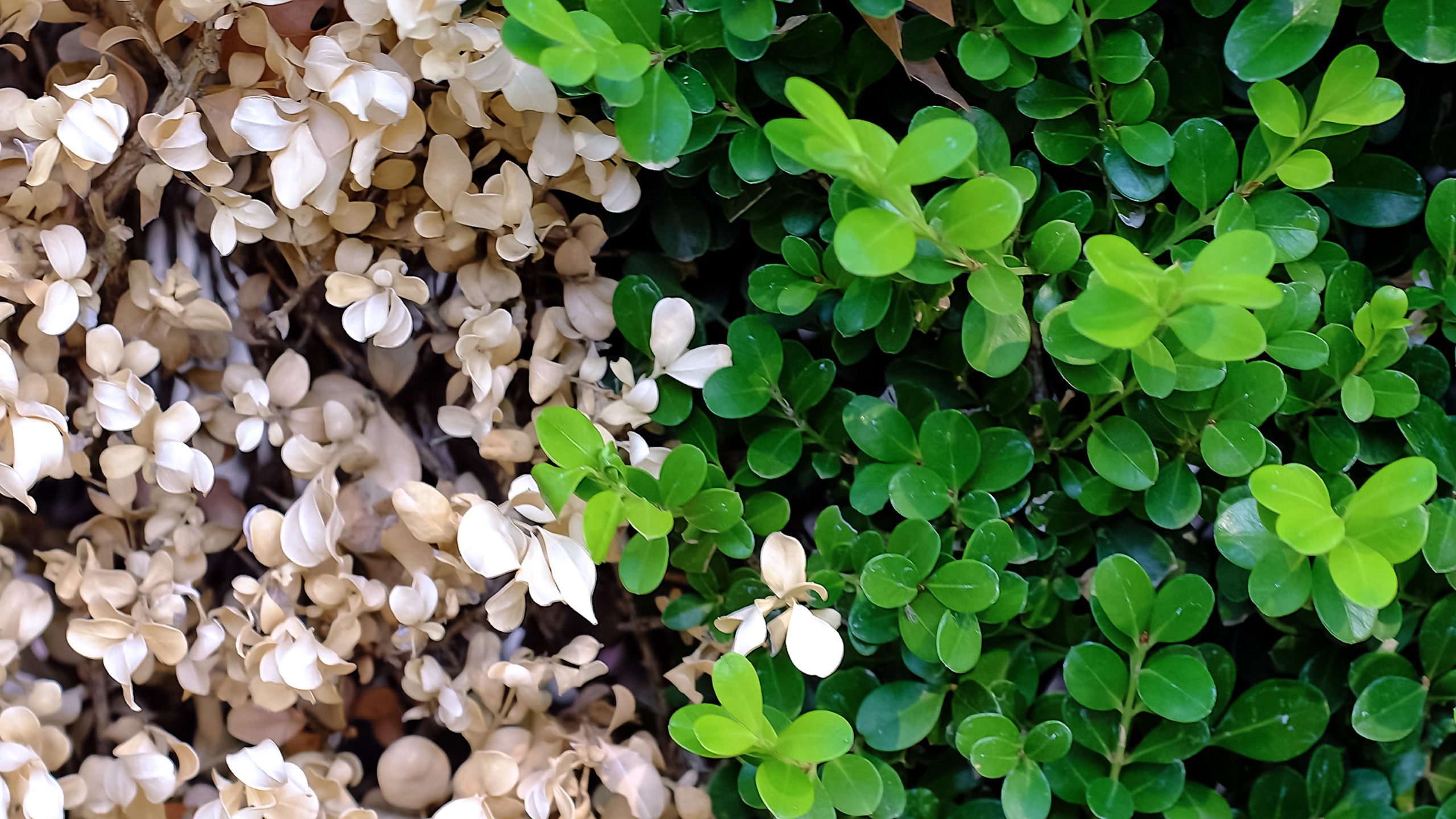 护眼壁纸,对比,树叶,白绿