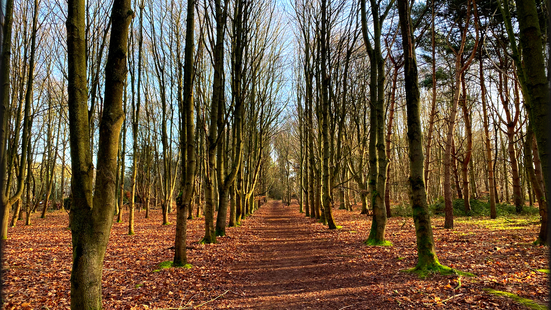 自然风光,树林,落叶