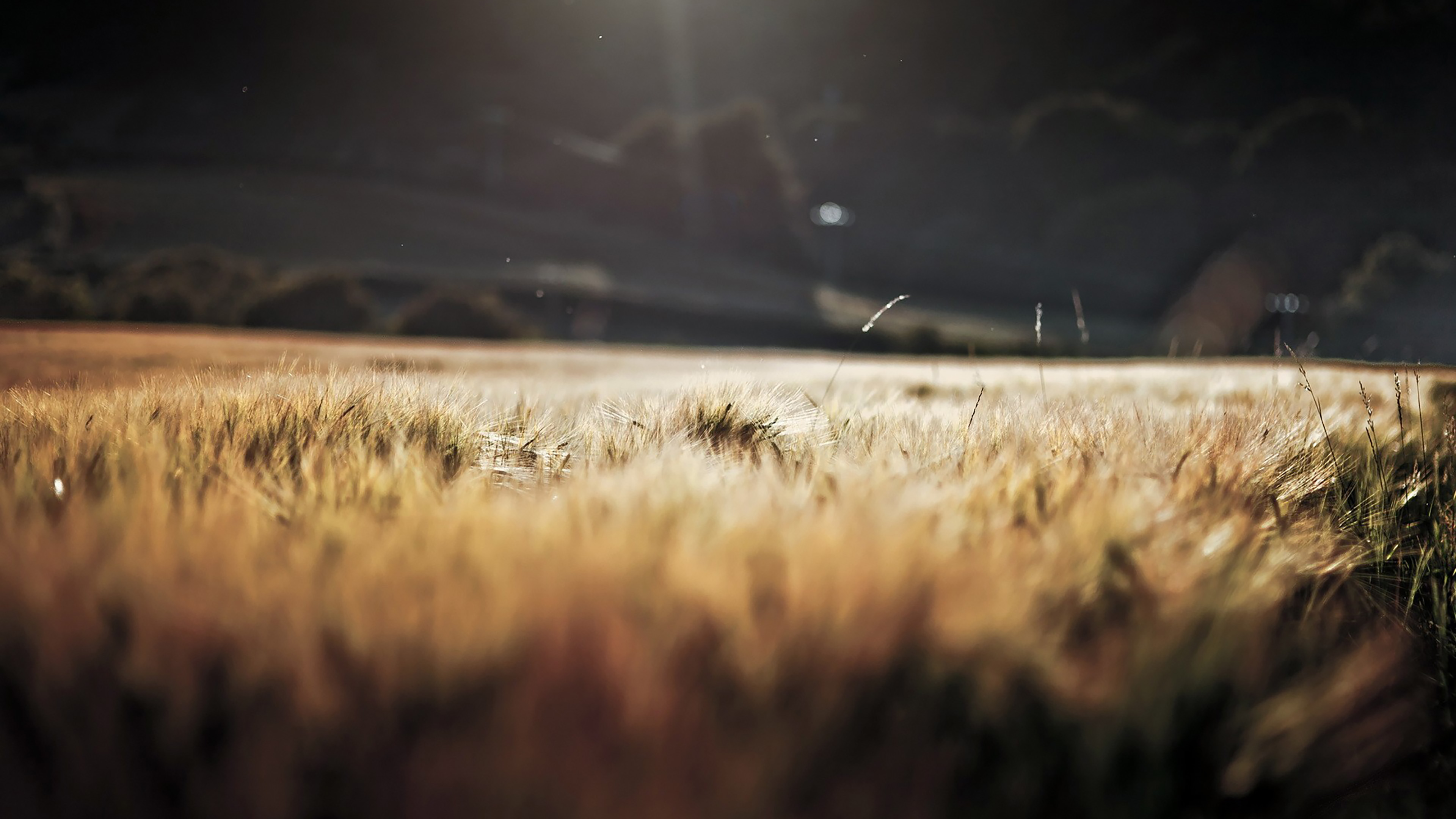 秋意正浓,麦田,阳光