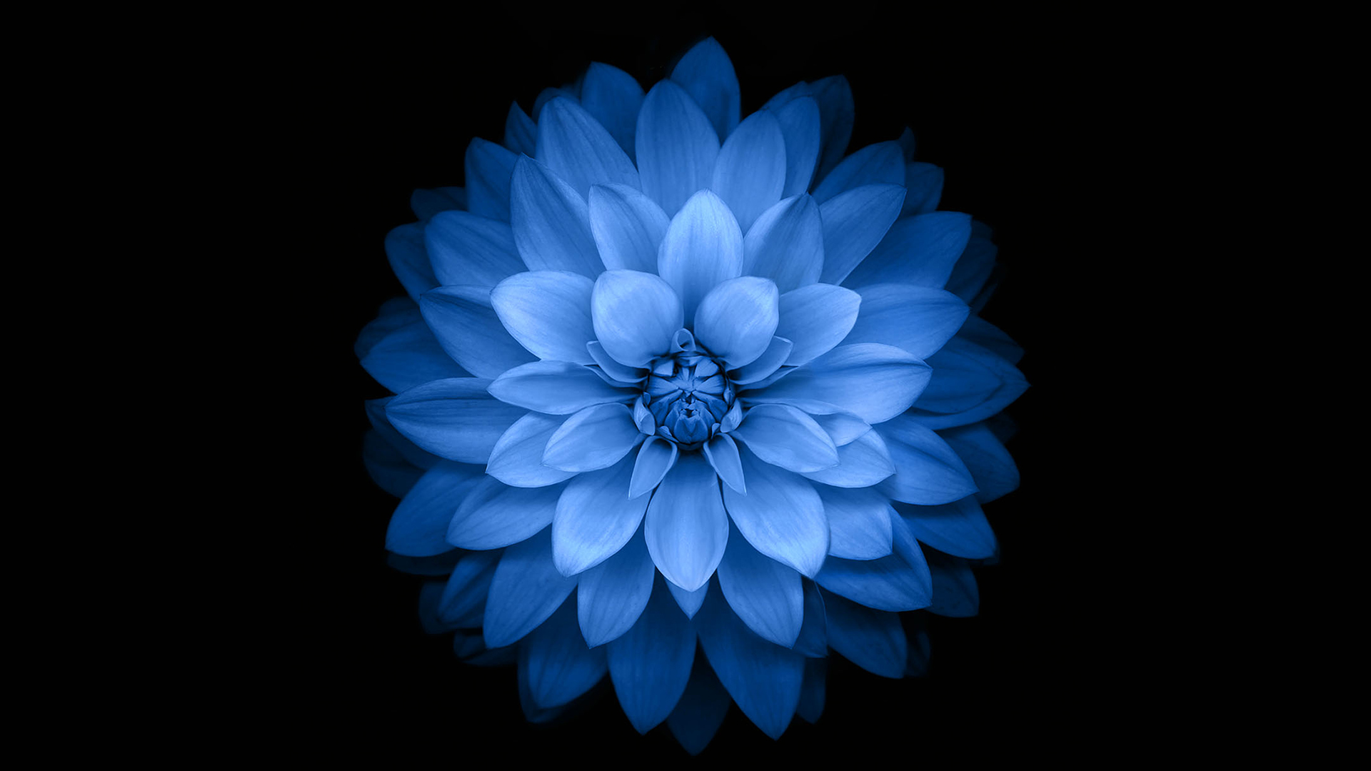 花朵,花瓣,蓝色