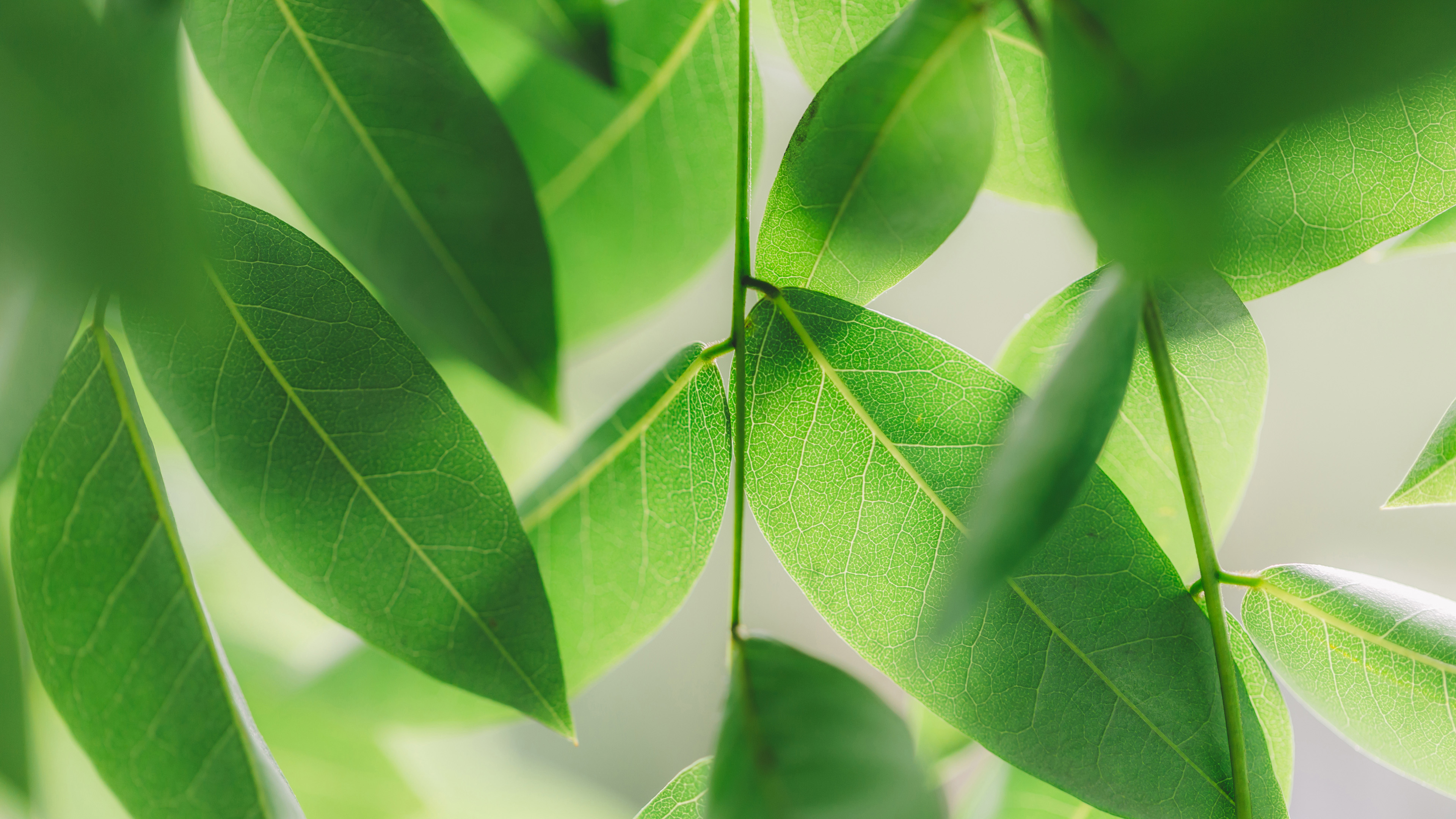 护眼壁纸,树叶,绿叶,阳光