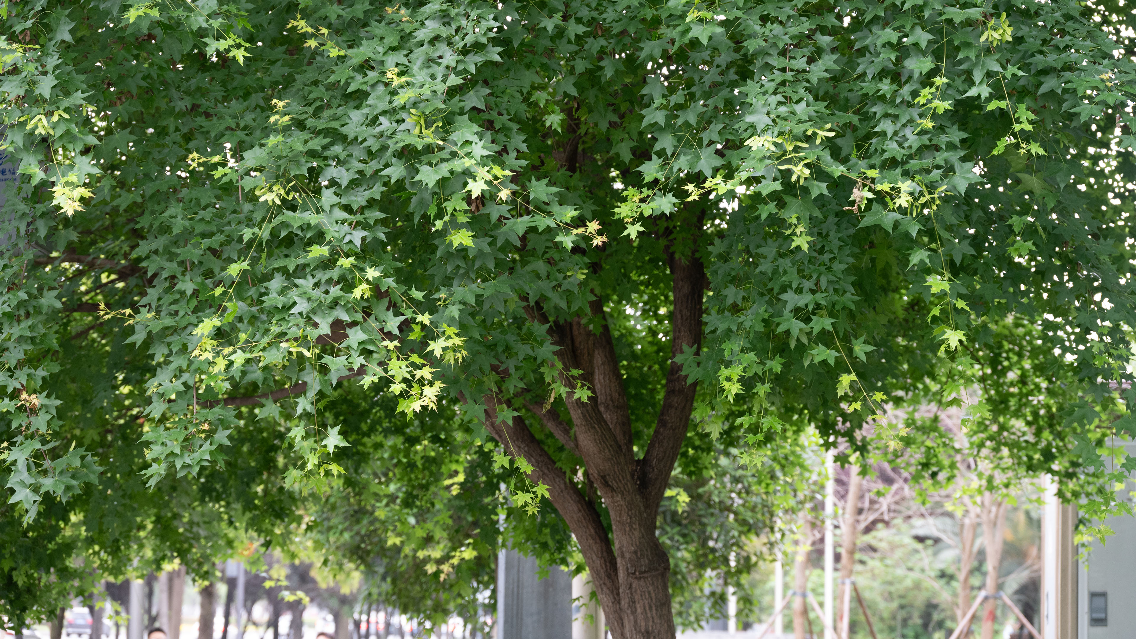 自然风光,枫树,春天,茂盛
