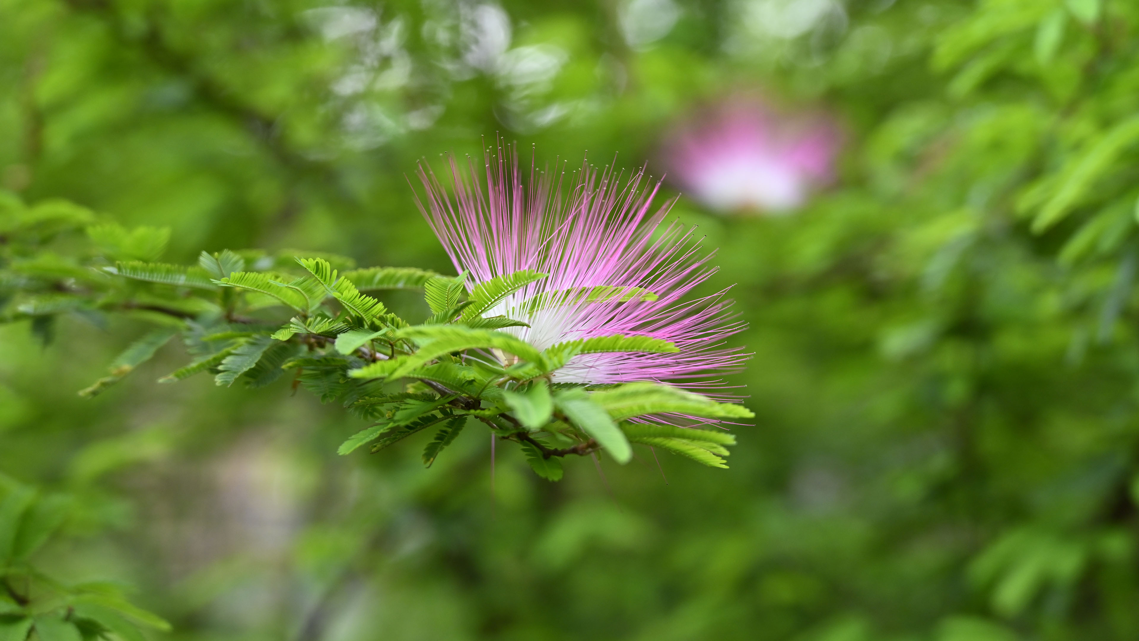 鸟语花香,树枝,花蕊,春天