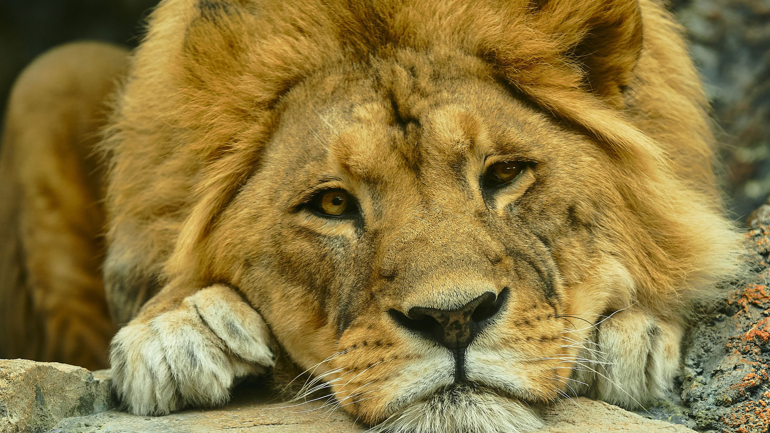 野生动物,狮子,雄狮