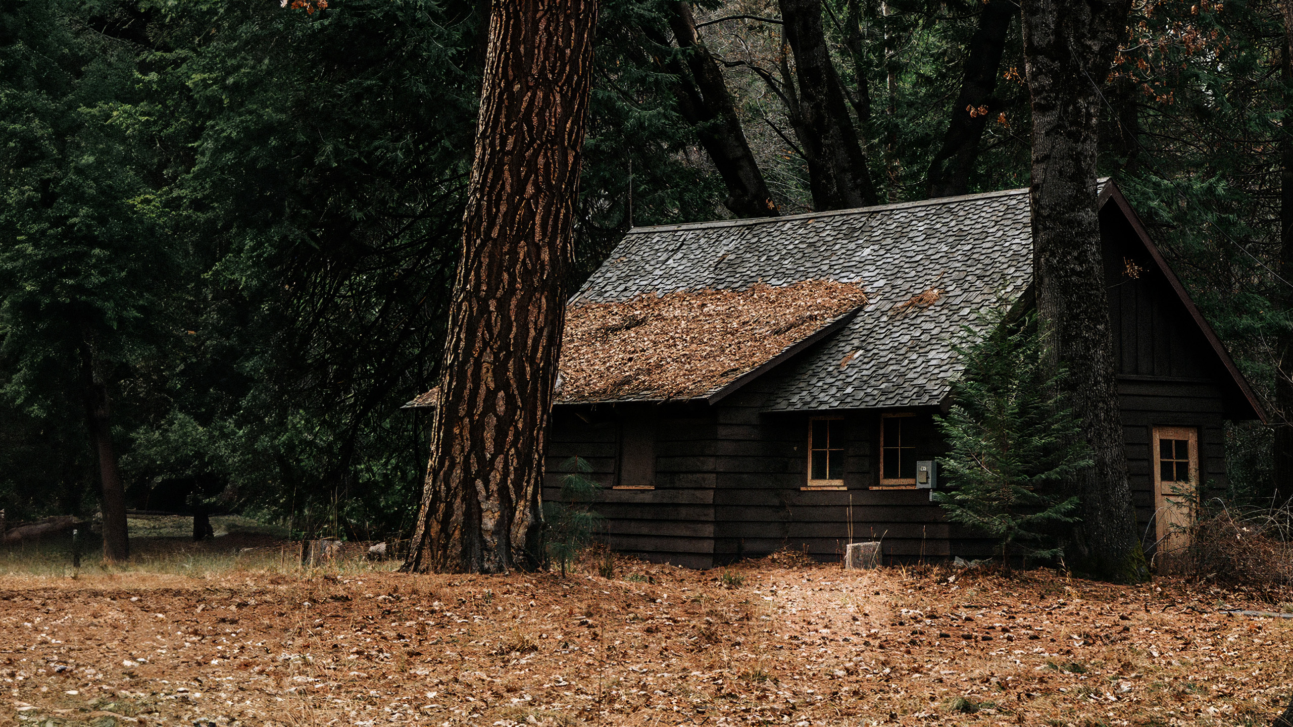 自然风光,落叶,小木屋,森林,树林