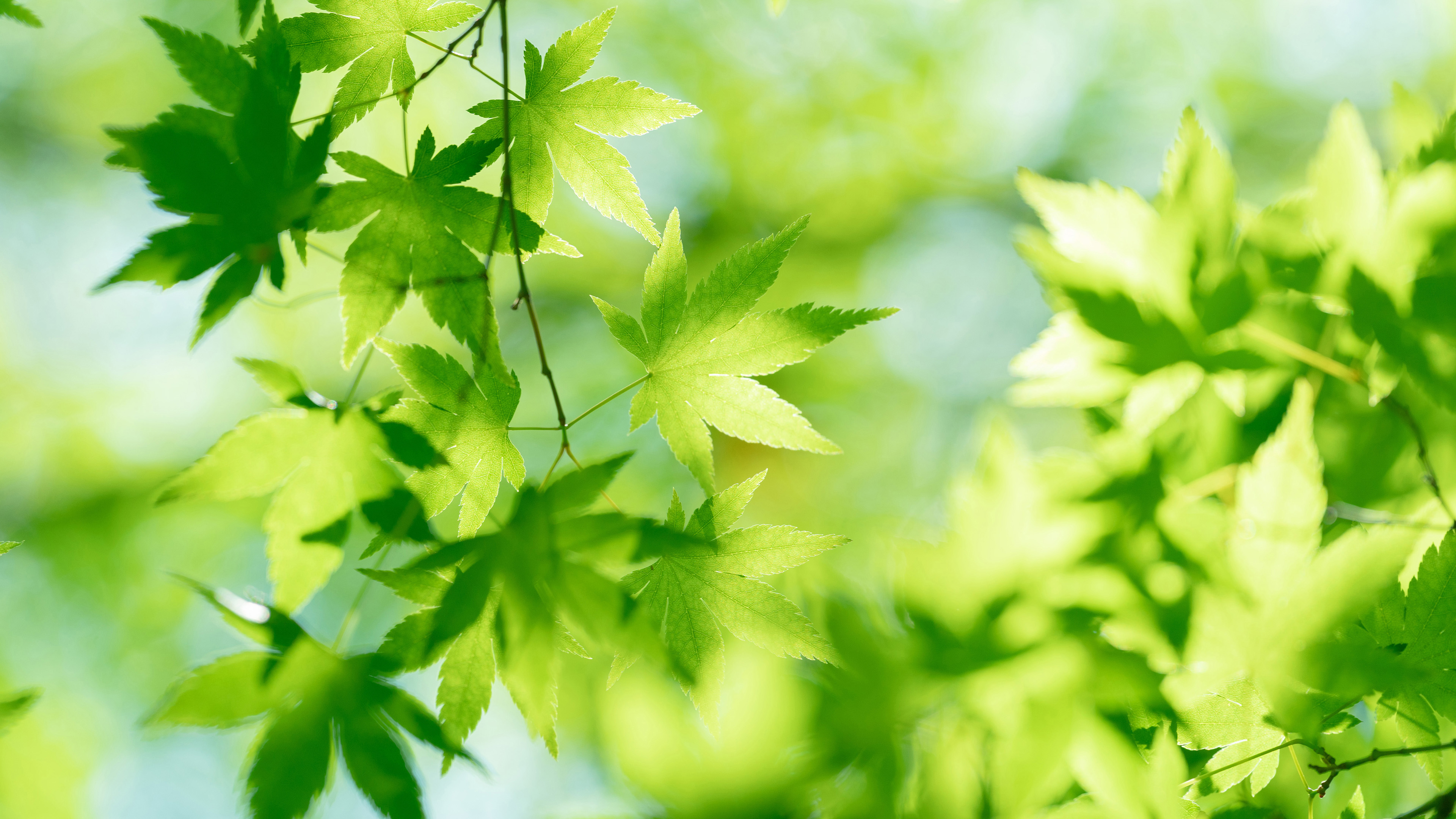 护眼壁纸,绿色,枫树叶