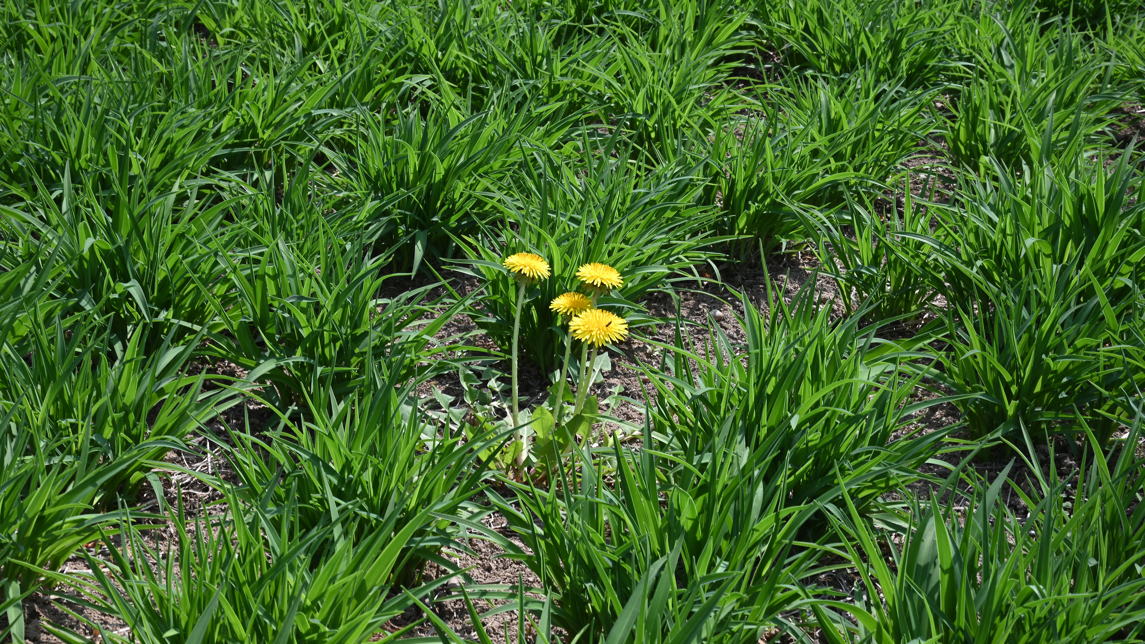 鸟语花香,草丛,野菊花