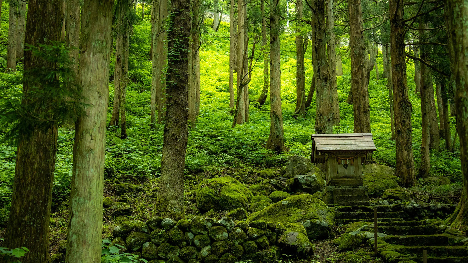 自然风光,树林,土地,台阶,青苔