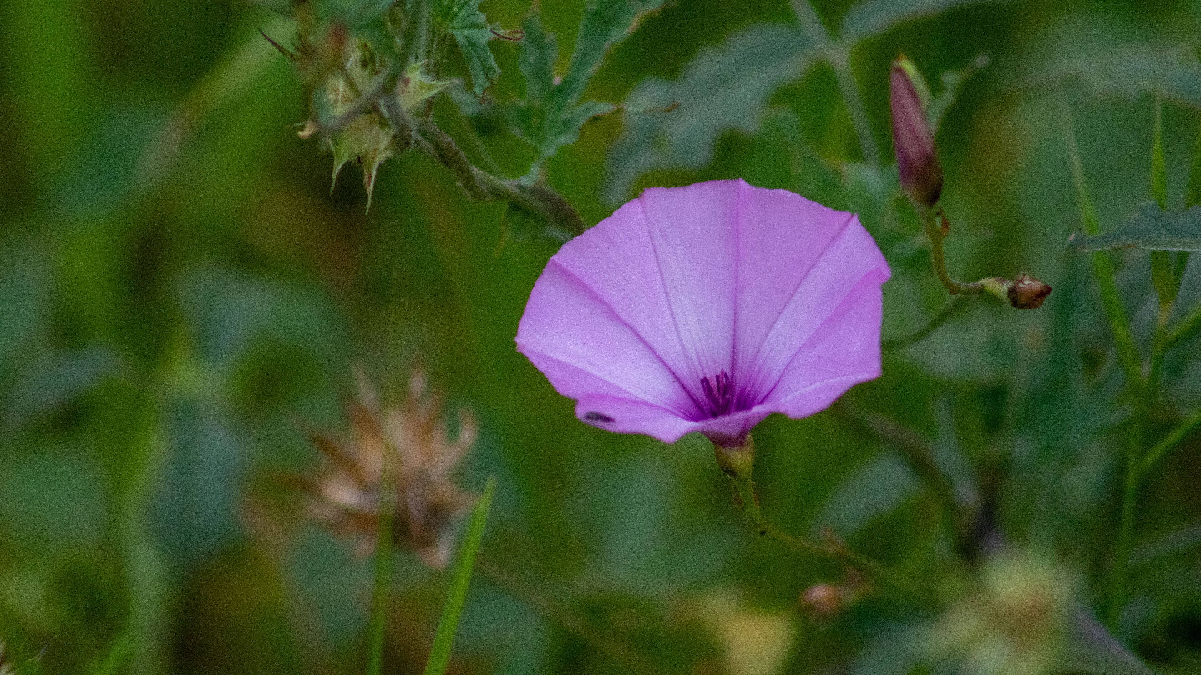 鸟语花香,喇叭花,小野花