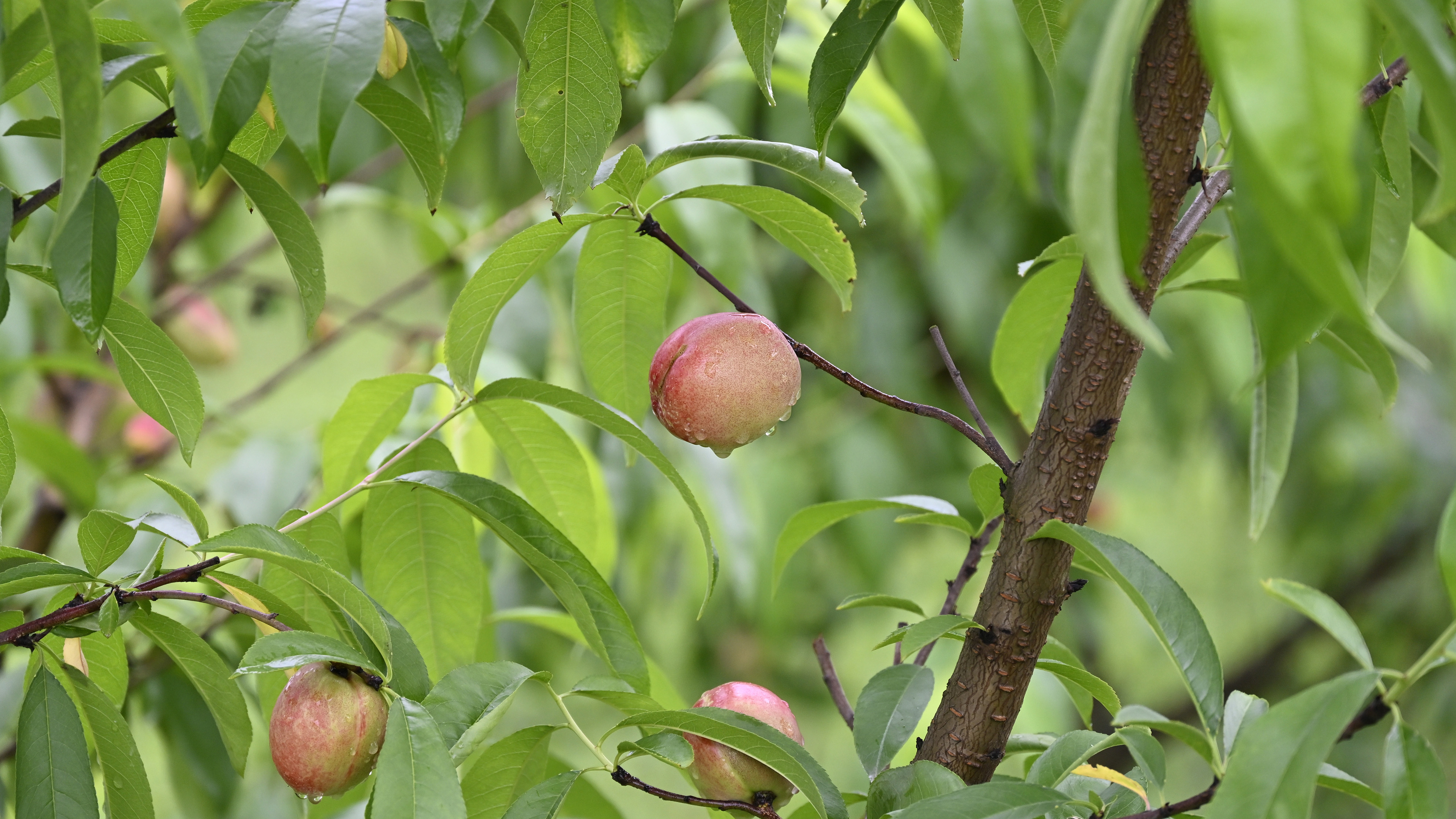 桃树,桃子,雨后