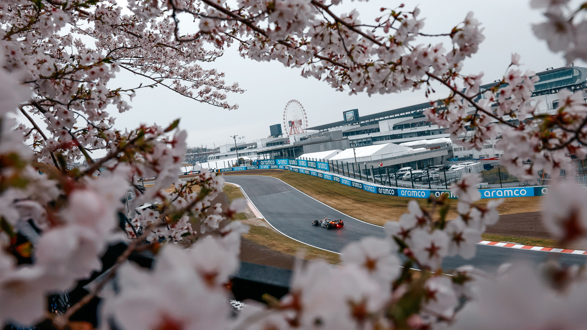 鸟语花香,樱花,赛车,,跑到