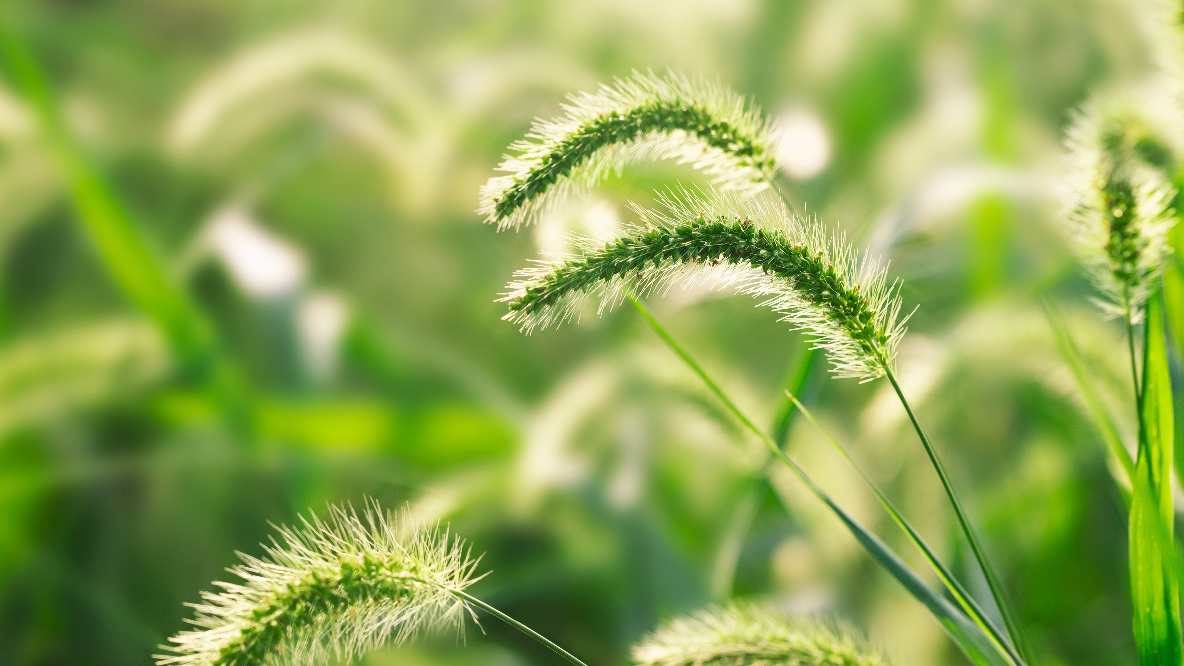 自然风光,狗尾巴草,郊外