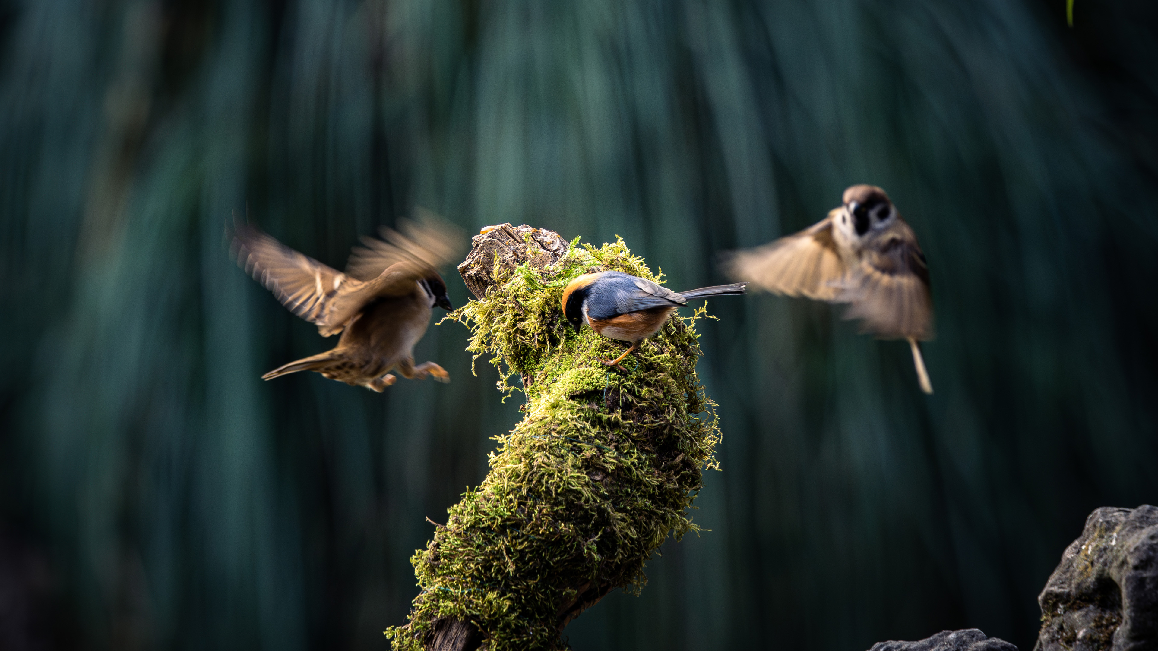 小鸟天地,麻雀,飞鸟