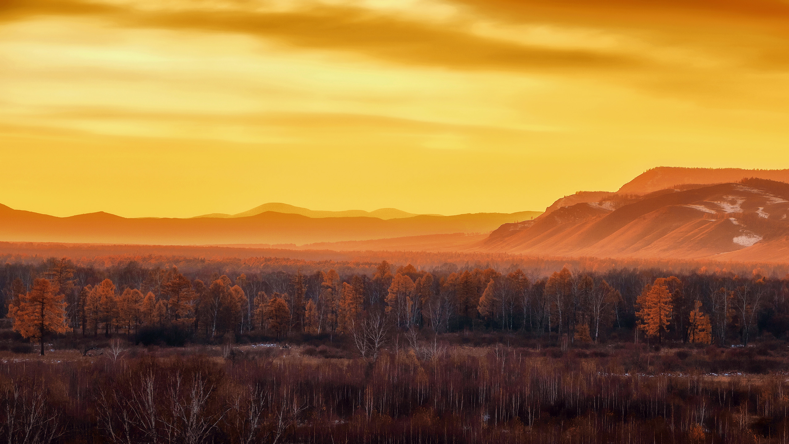 秋意正浓,树林,黄昏,广阔
