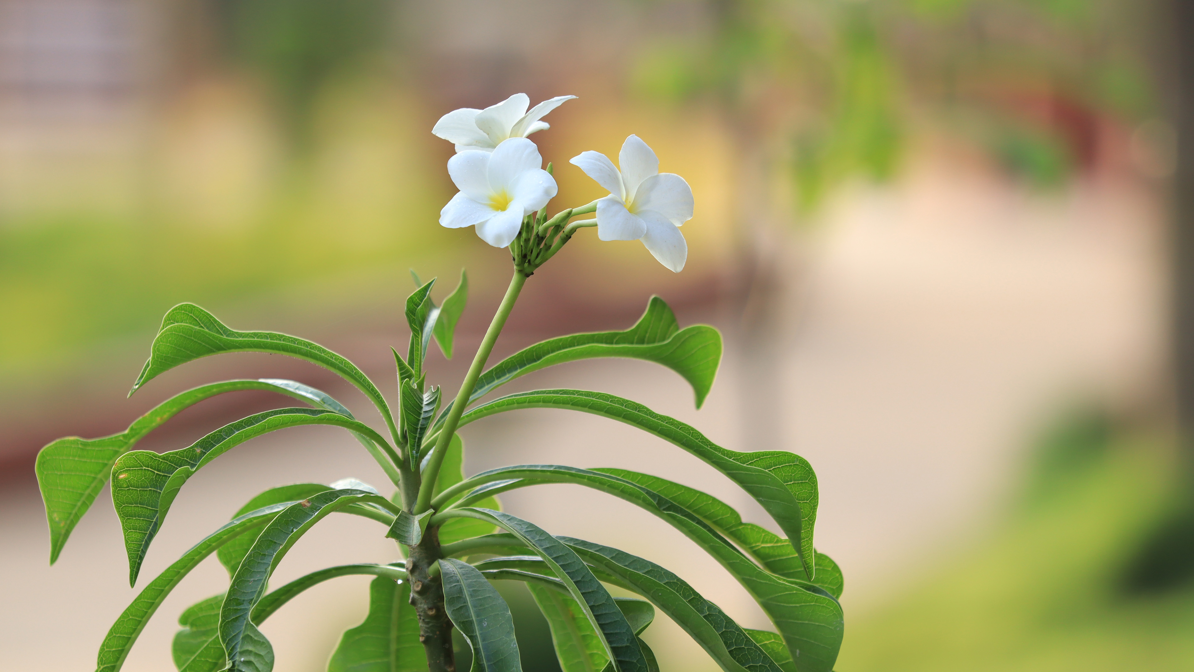 鸟语花香,白色,花朵