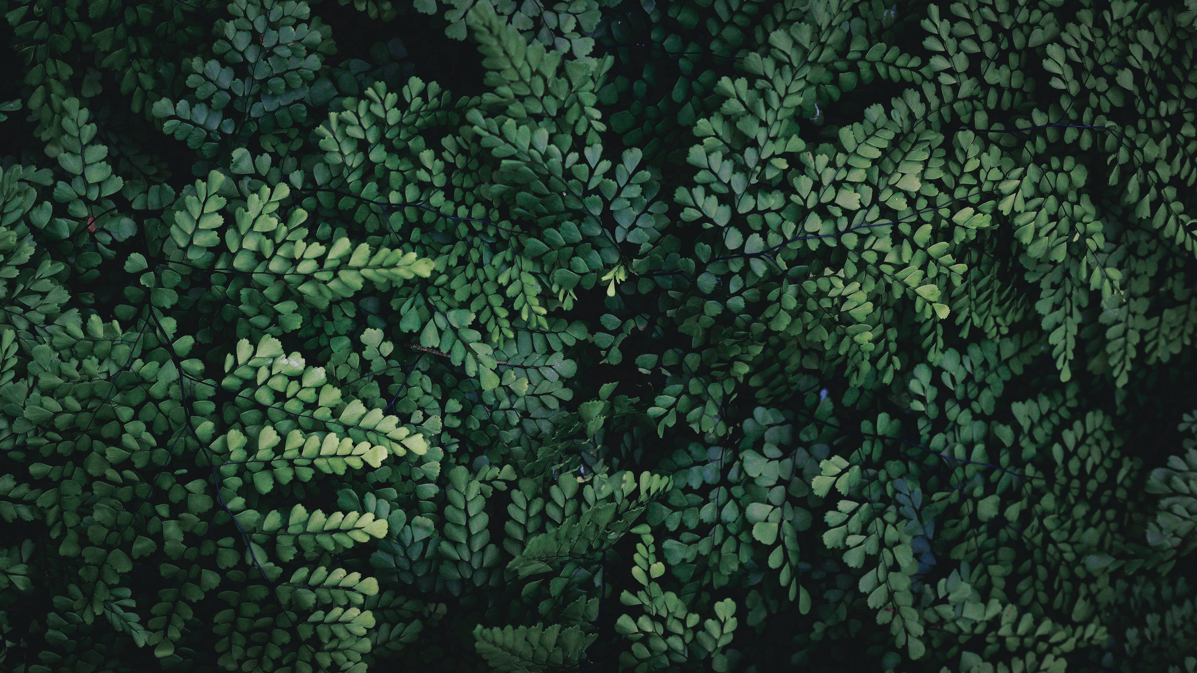 护眼壁纸,树叶,树林,翠绿