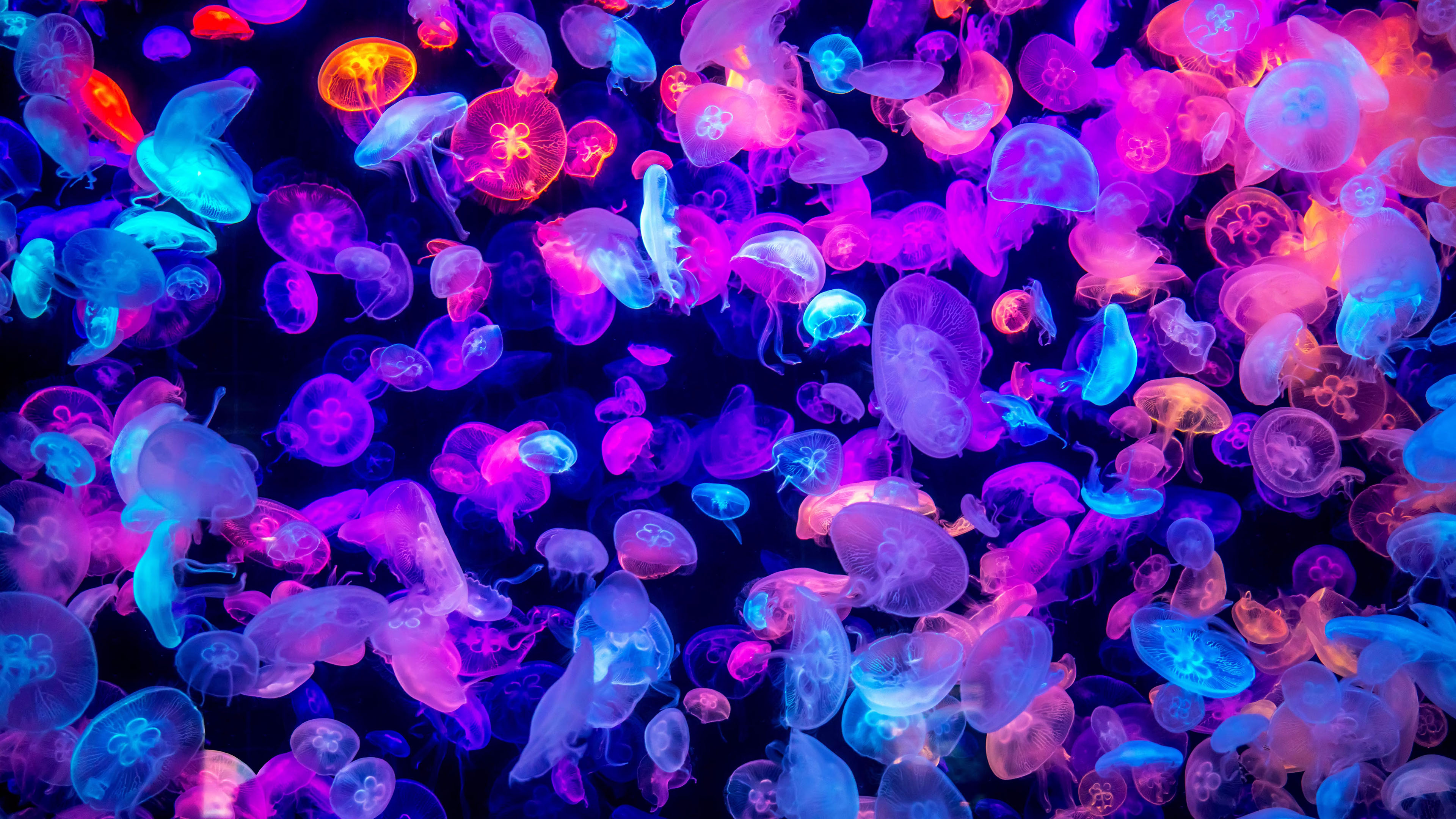 水母,五彩,神秘,海洋生物