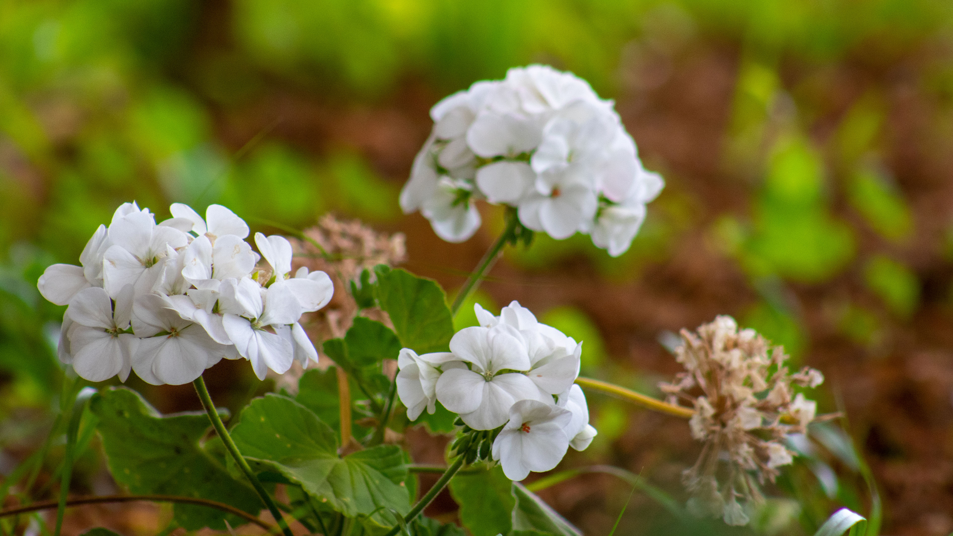 花簇,白花瓣,花田