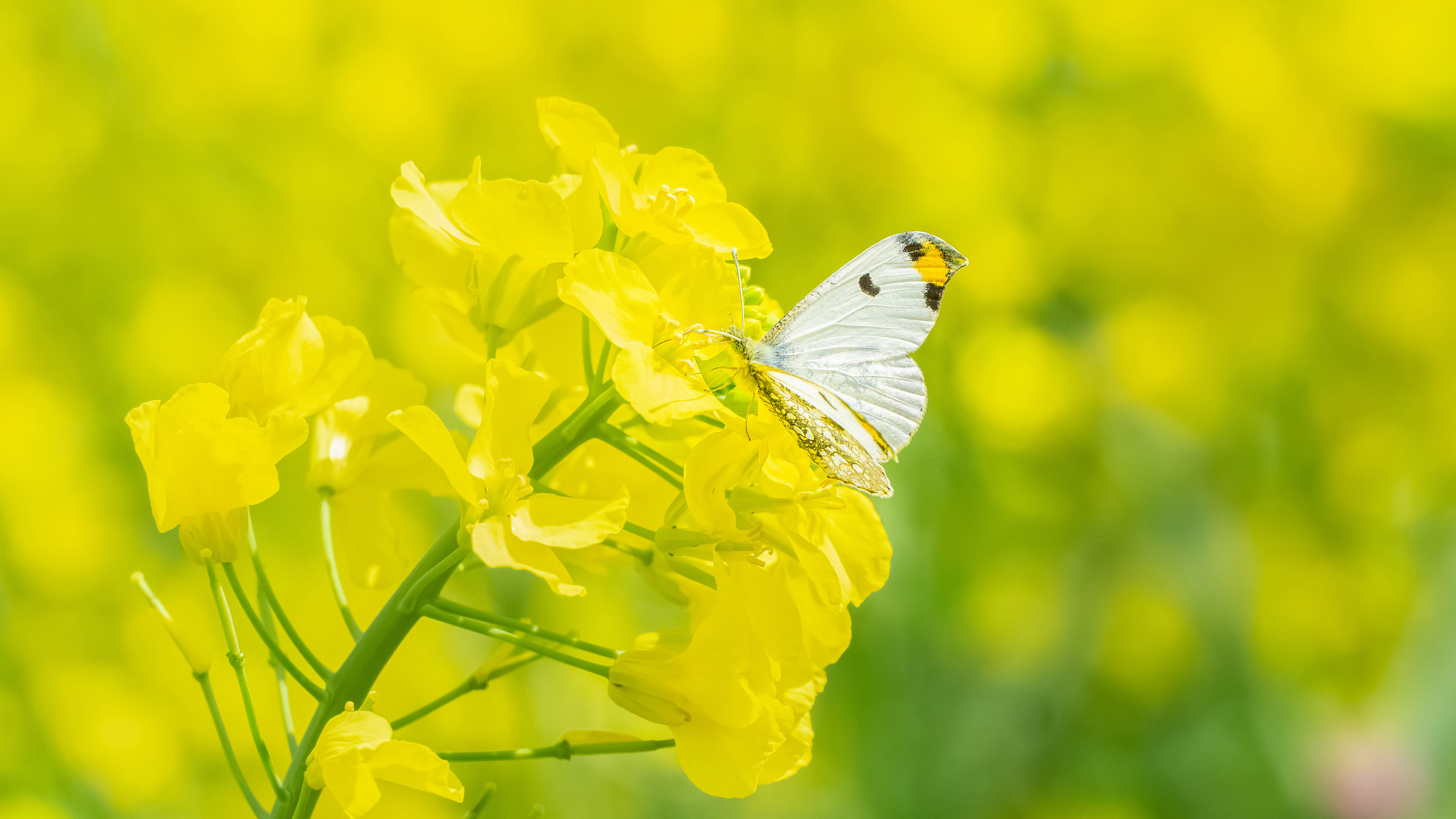 鸟语花香,蝴蝶,油菜花