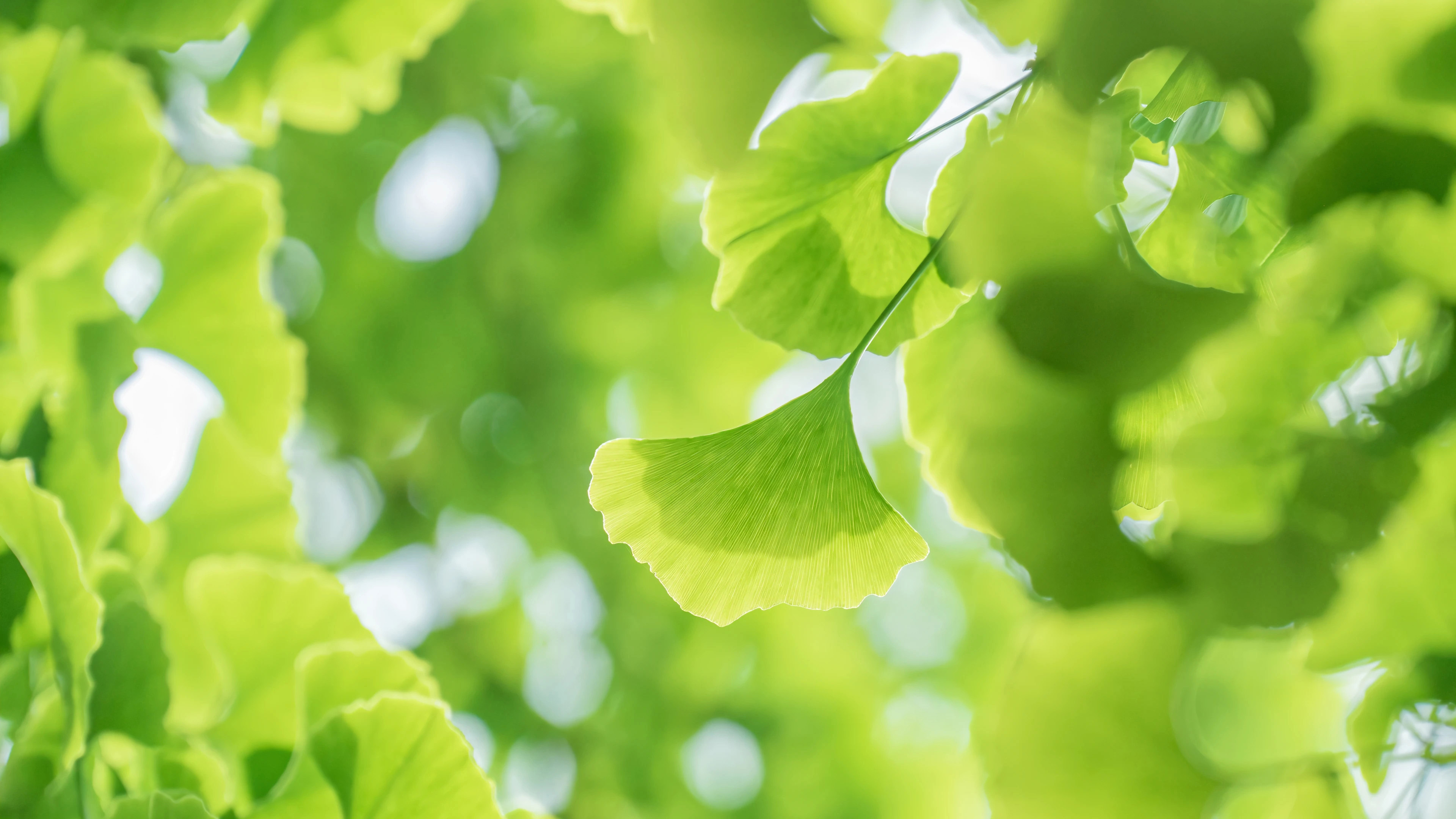 护眼壁纸,银杏,树叶,阳光